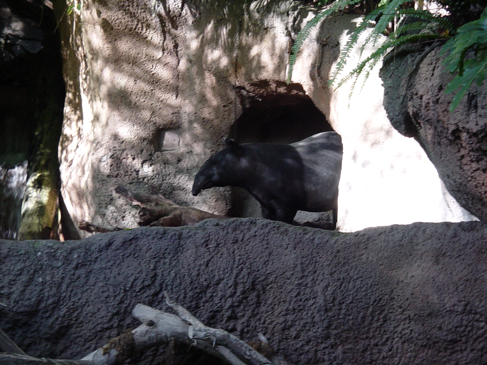 Tiger River - Malayan Tapir