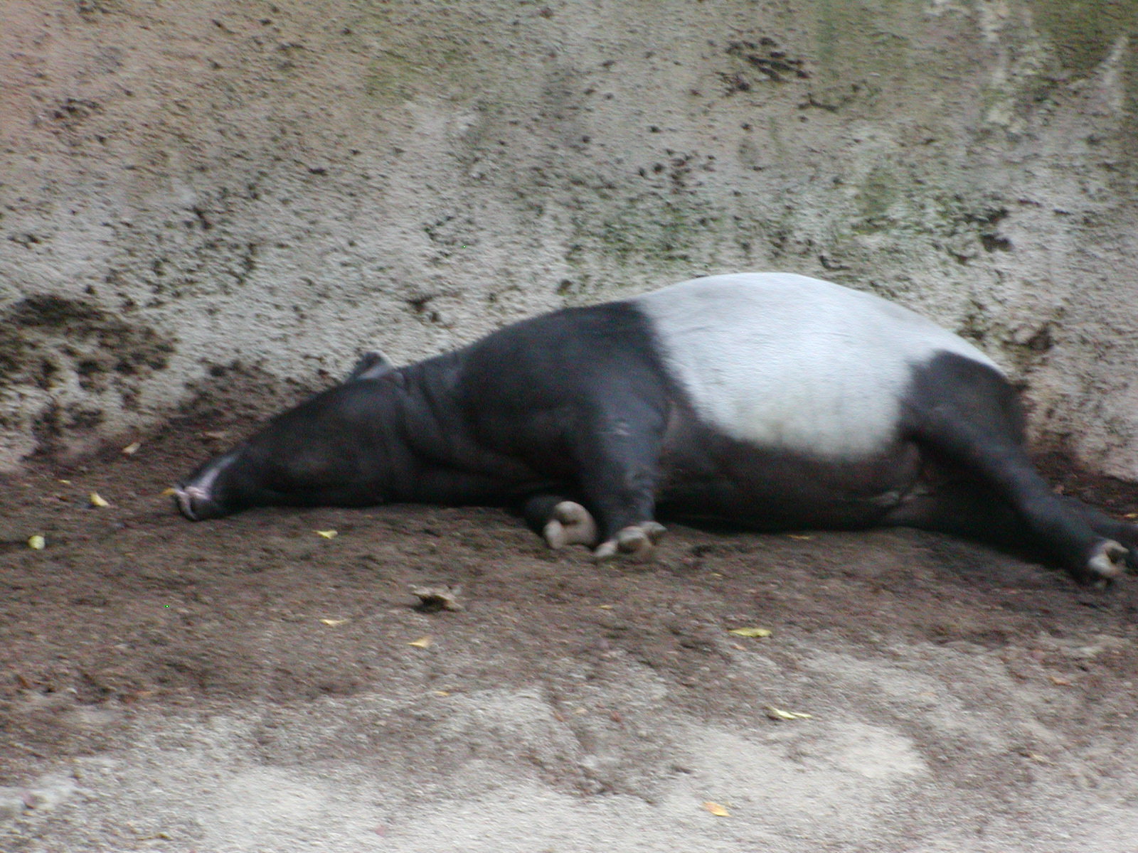 Tiger River - Malayan Tapir