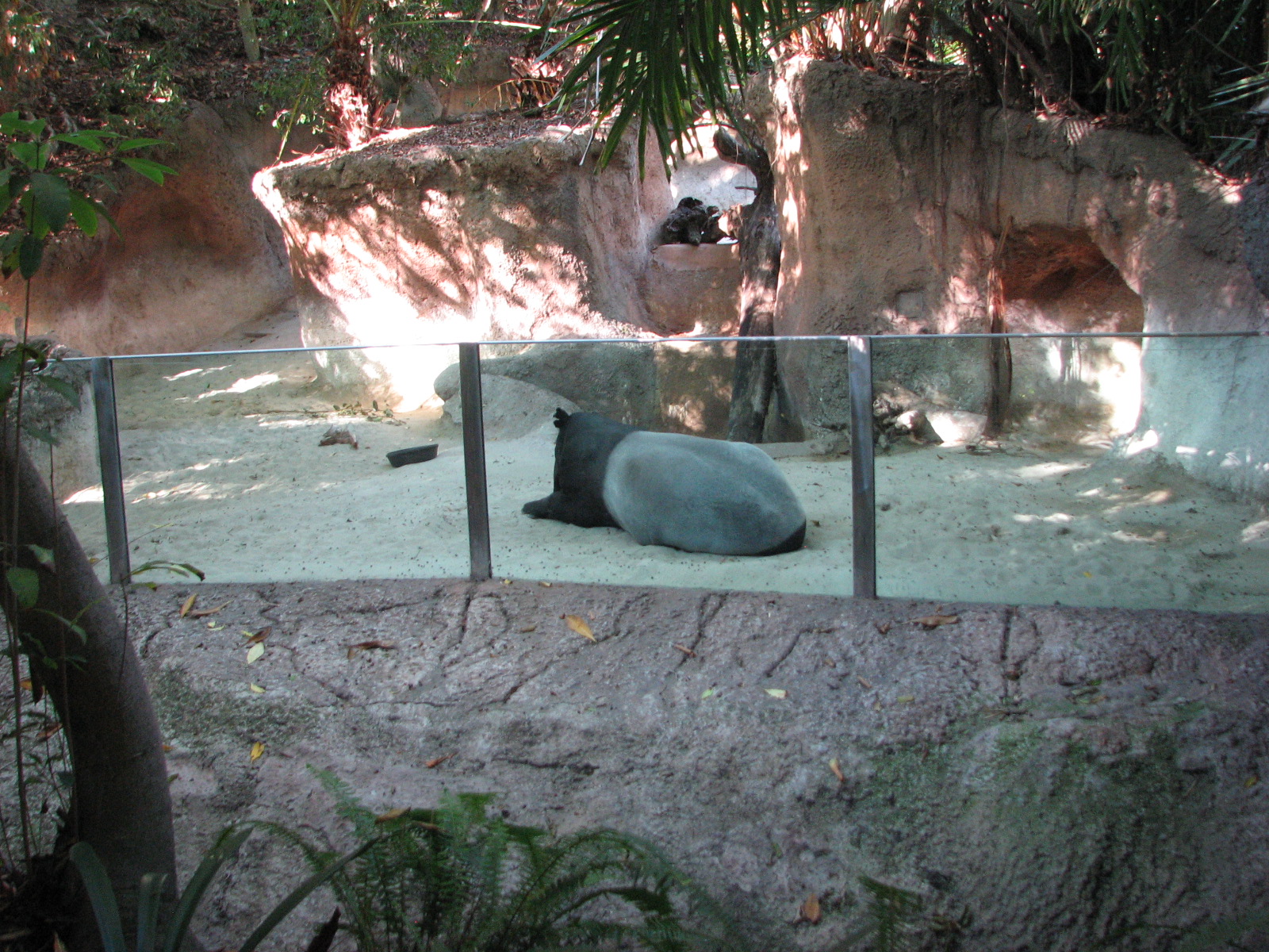 Tiger River - Malayan Tapir