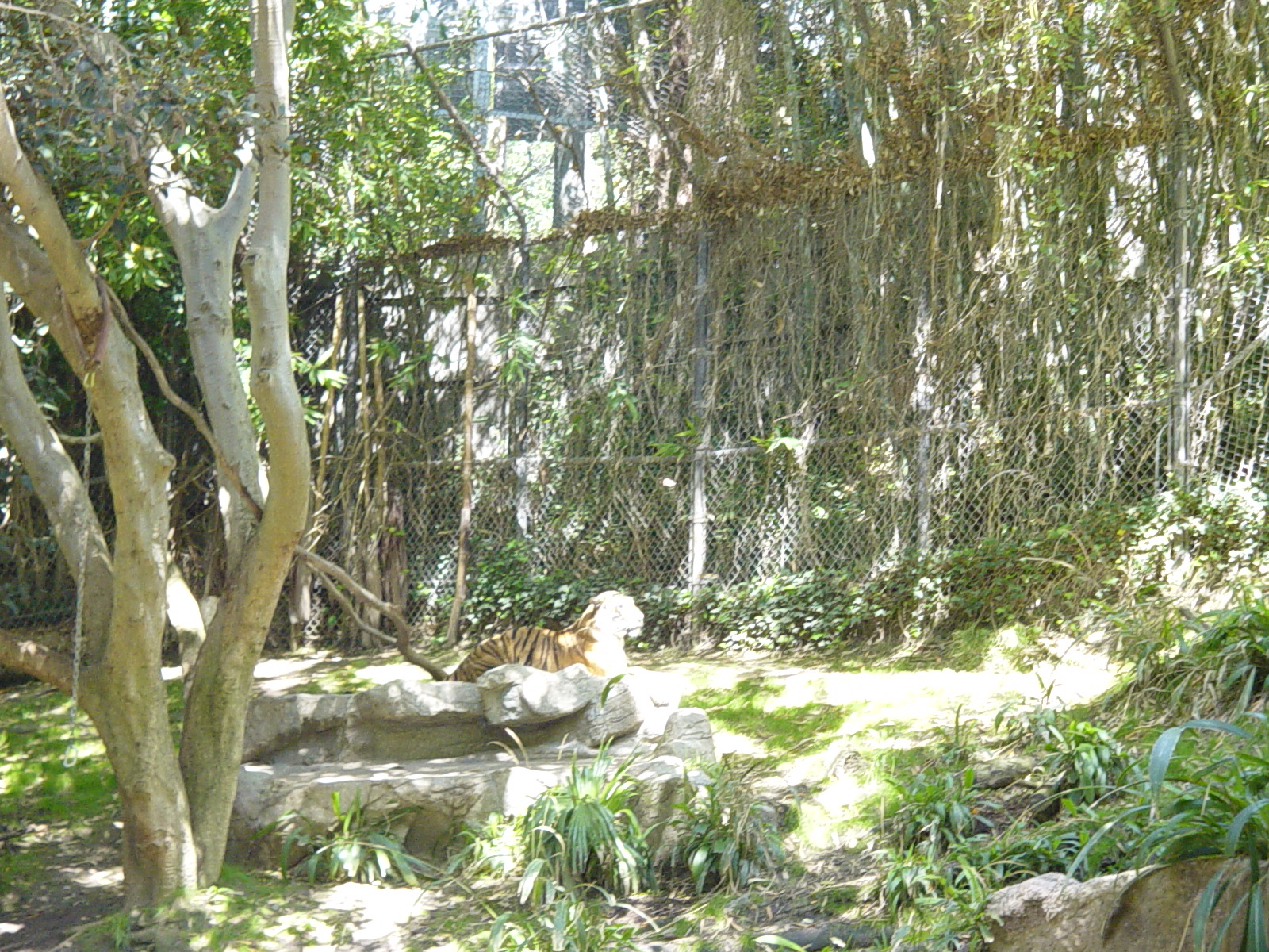 Tiger River - Malayan Tiger