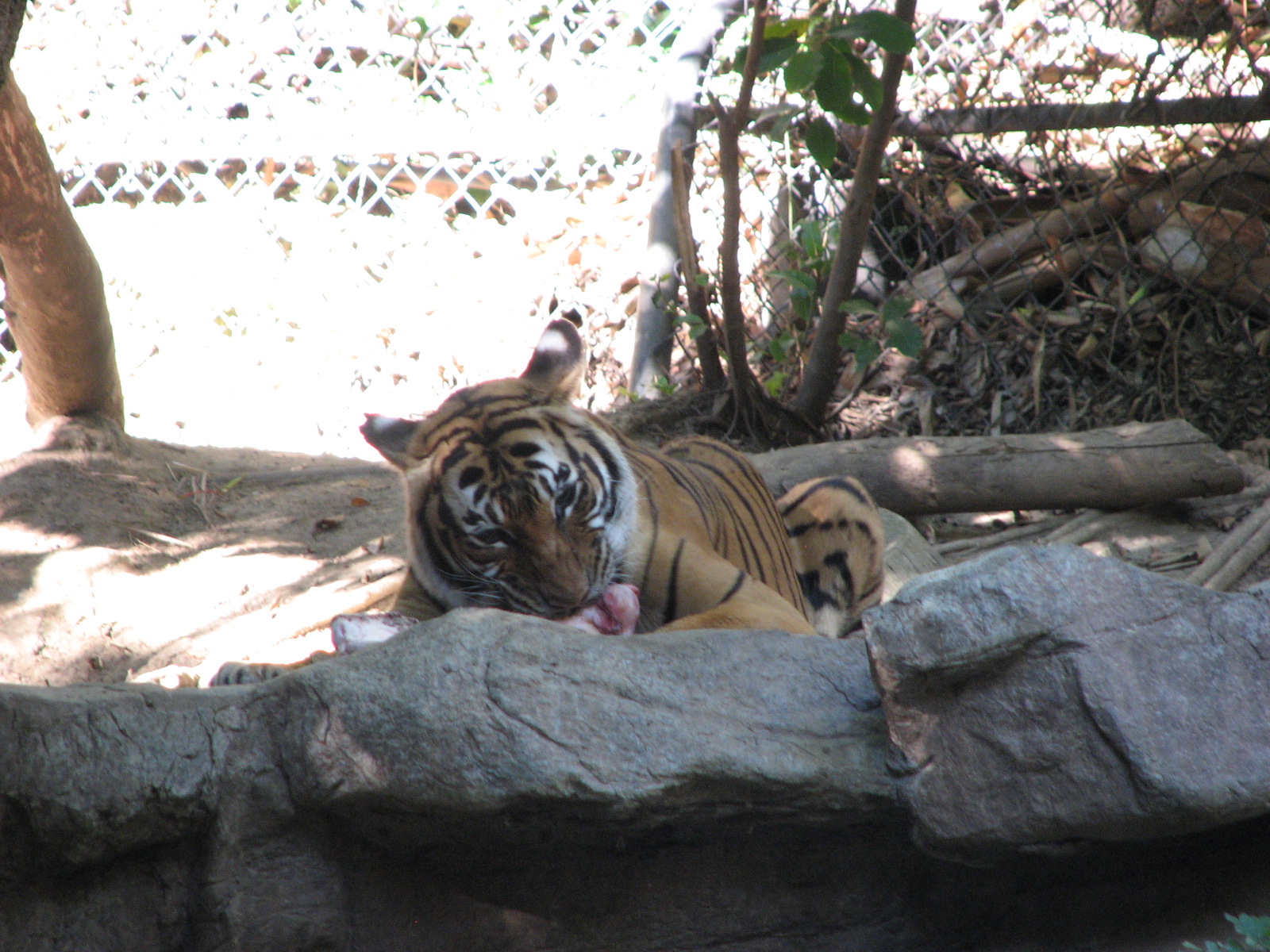 Tiger River - Malayan Tiger