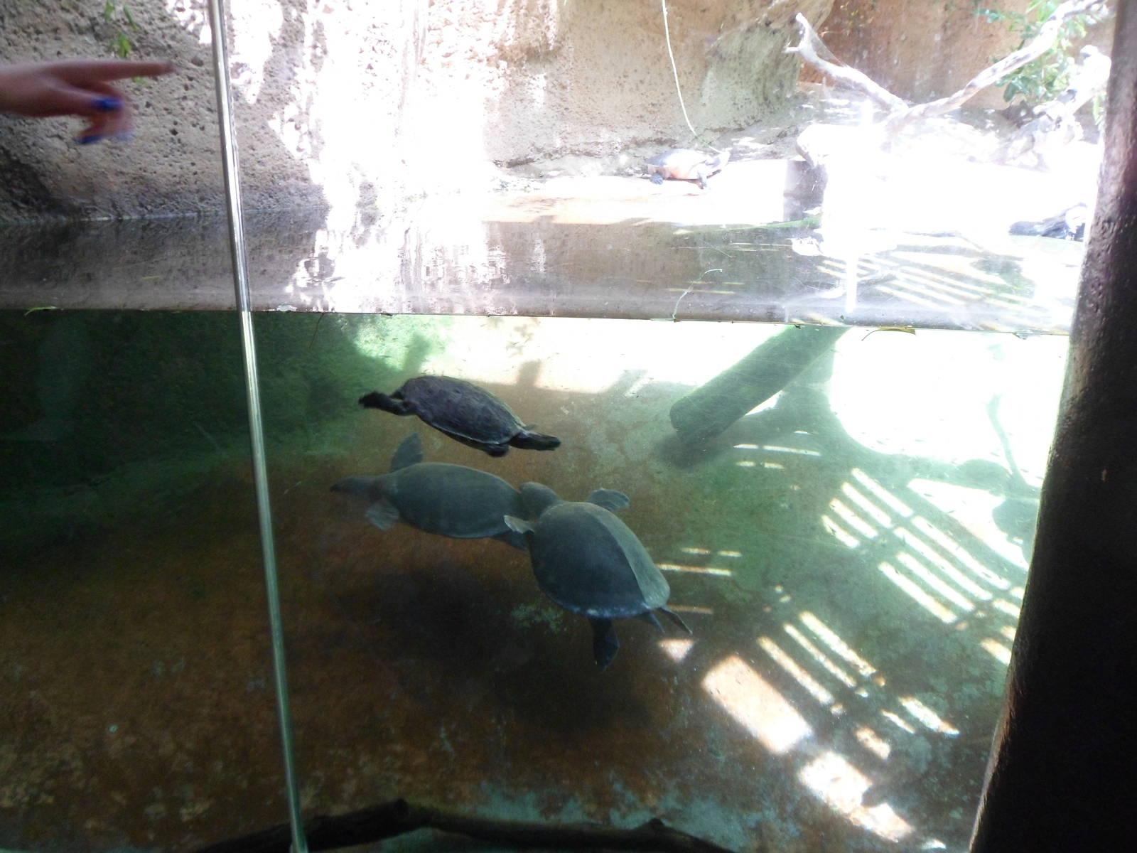 Tiger River Reptile Underwater Viewing