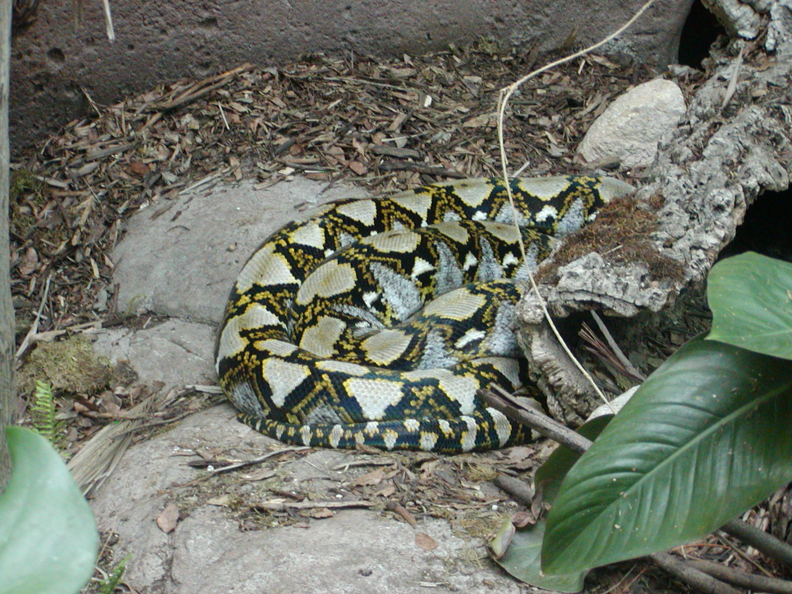 Tiger River - Reticulated Python