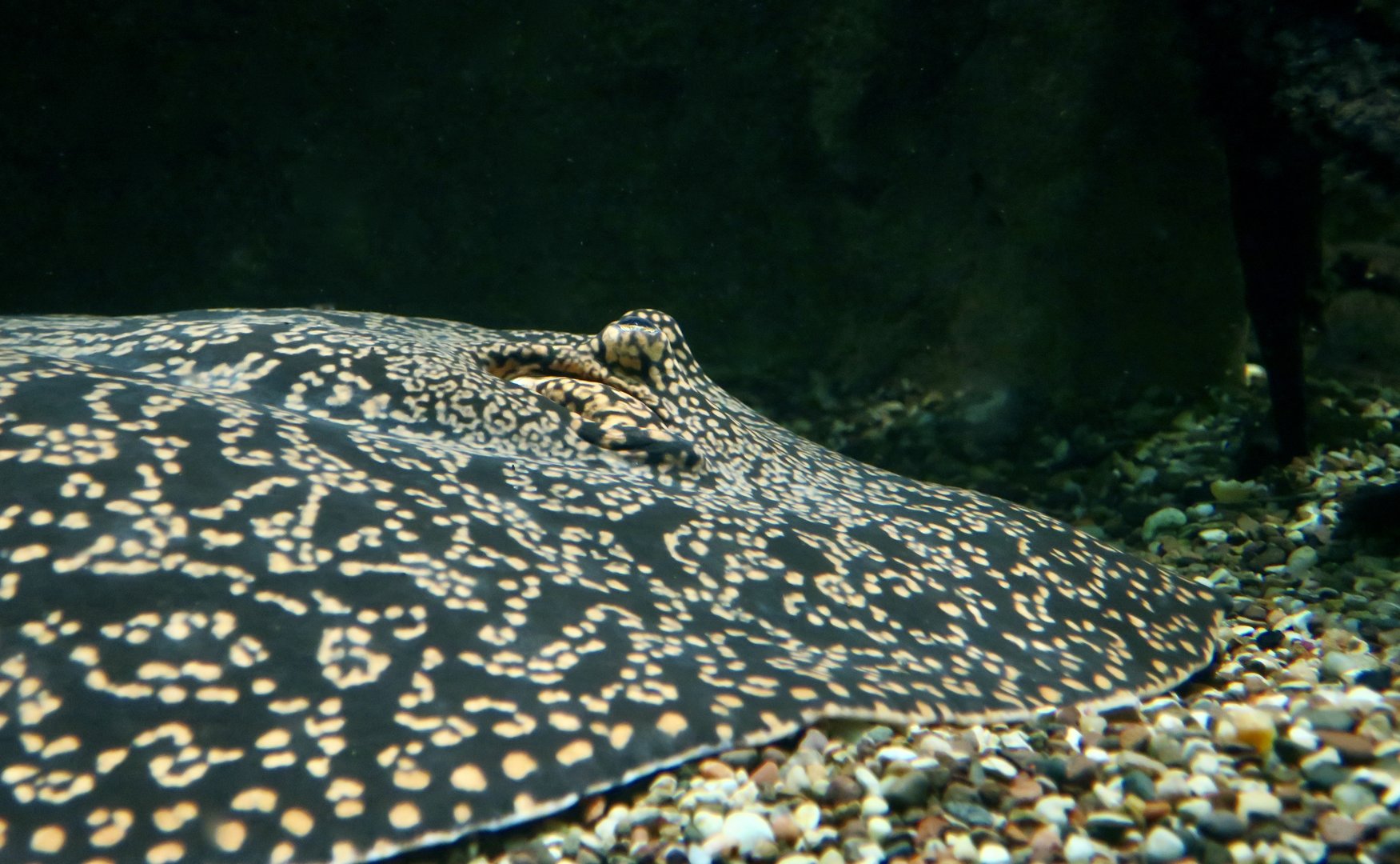 Tiger River Stingray (Potamotrygon tigrina)