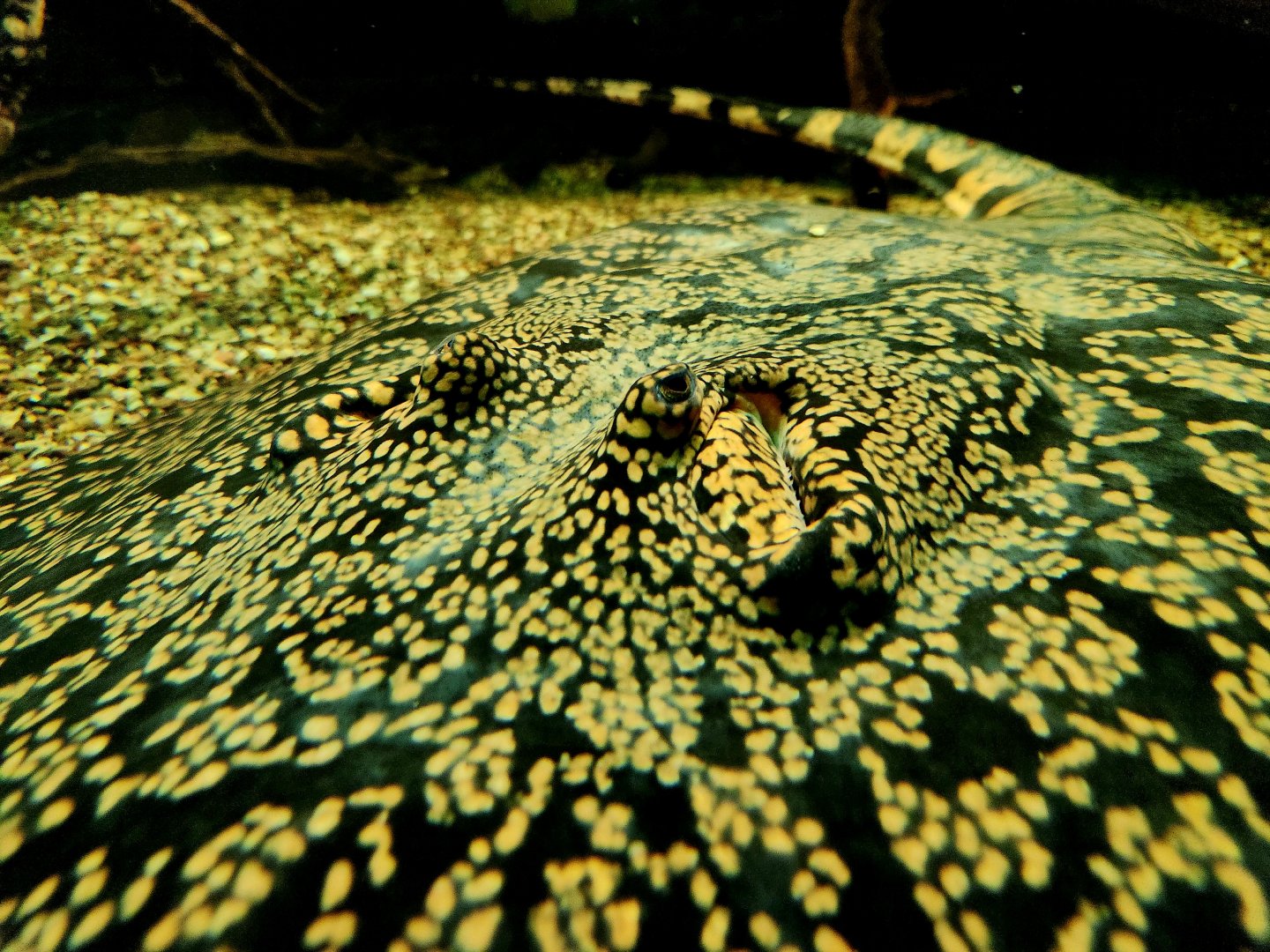 Tiger River Stingray (Potamotrygon tigrina)