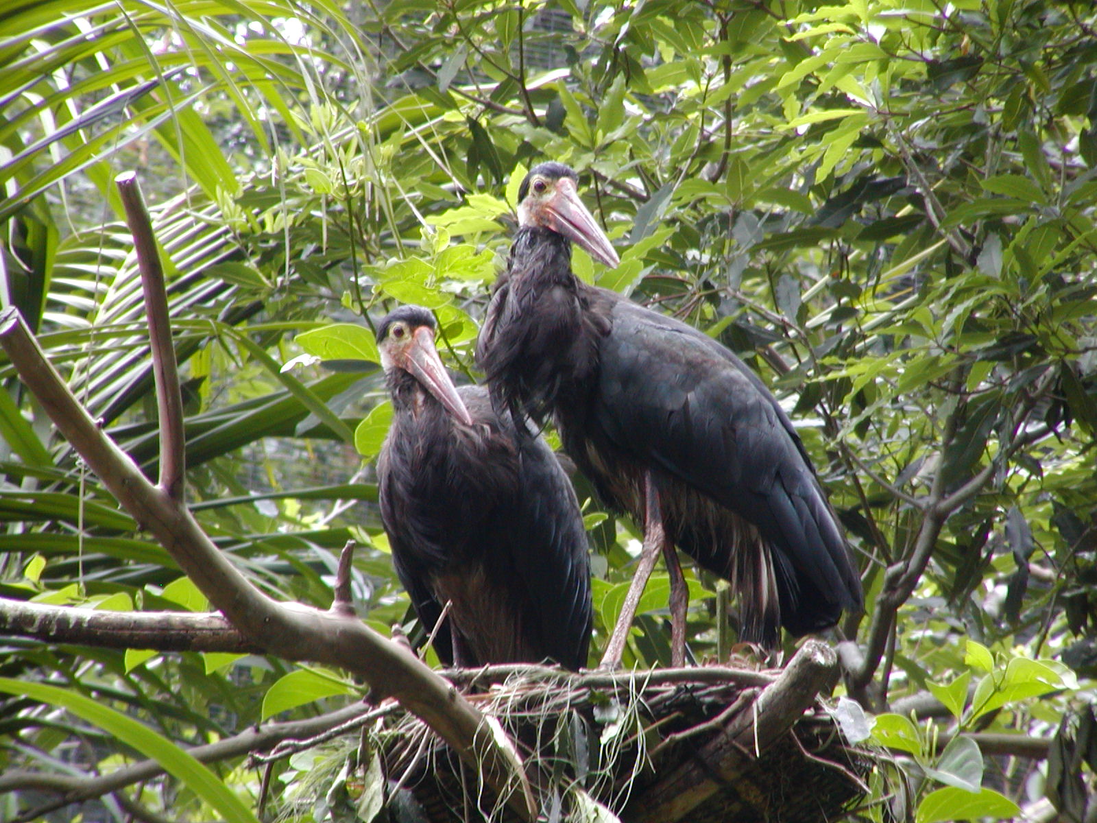 Tiger River - Storm's Stork