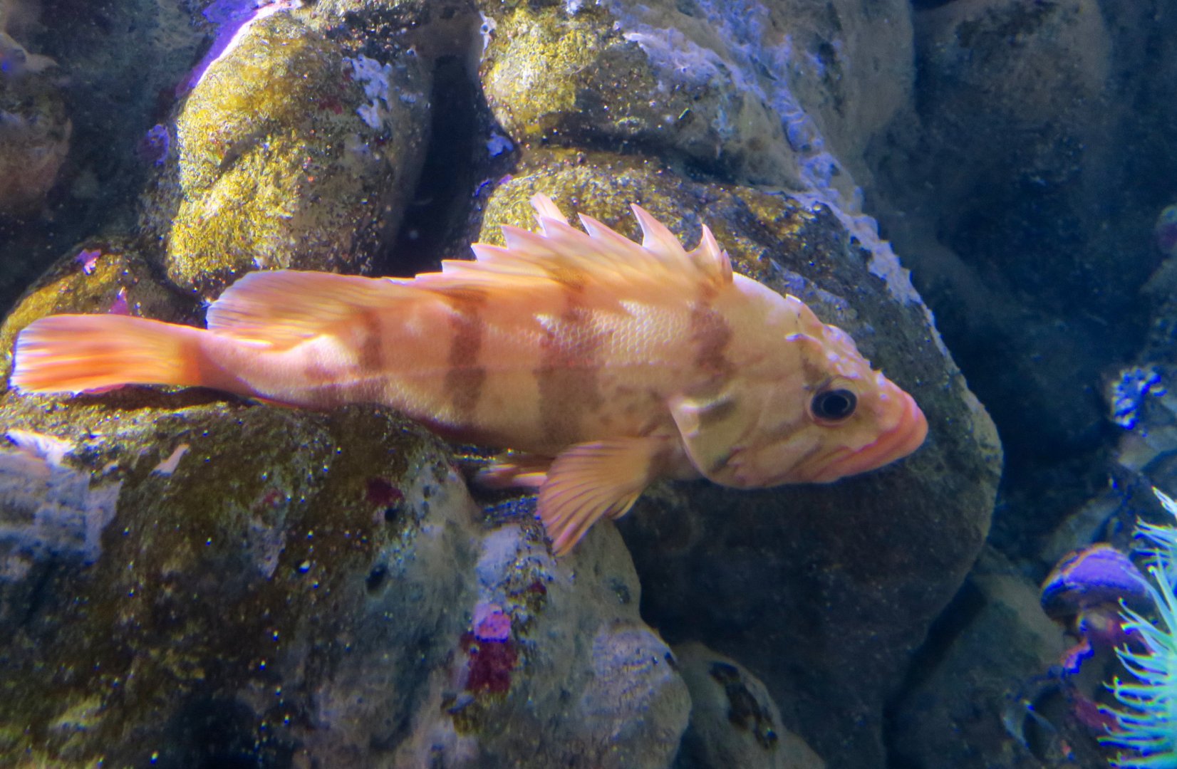 Tiger Rockfish (Sebastes nigrocinctus)
