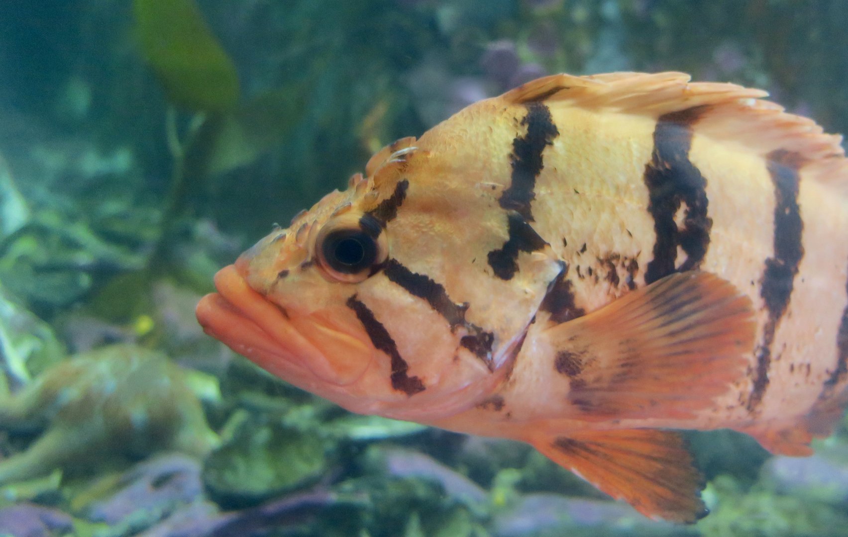 Tiger Rockfish (Sebastes nigrocinctus)