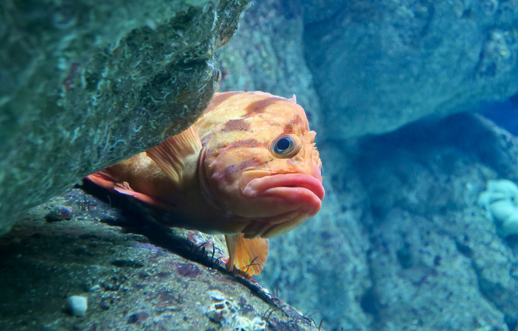 Tiger Rockfish (Sebastes nigrocinctus)