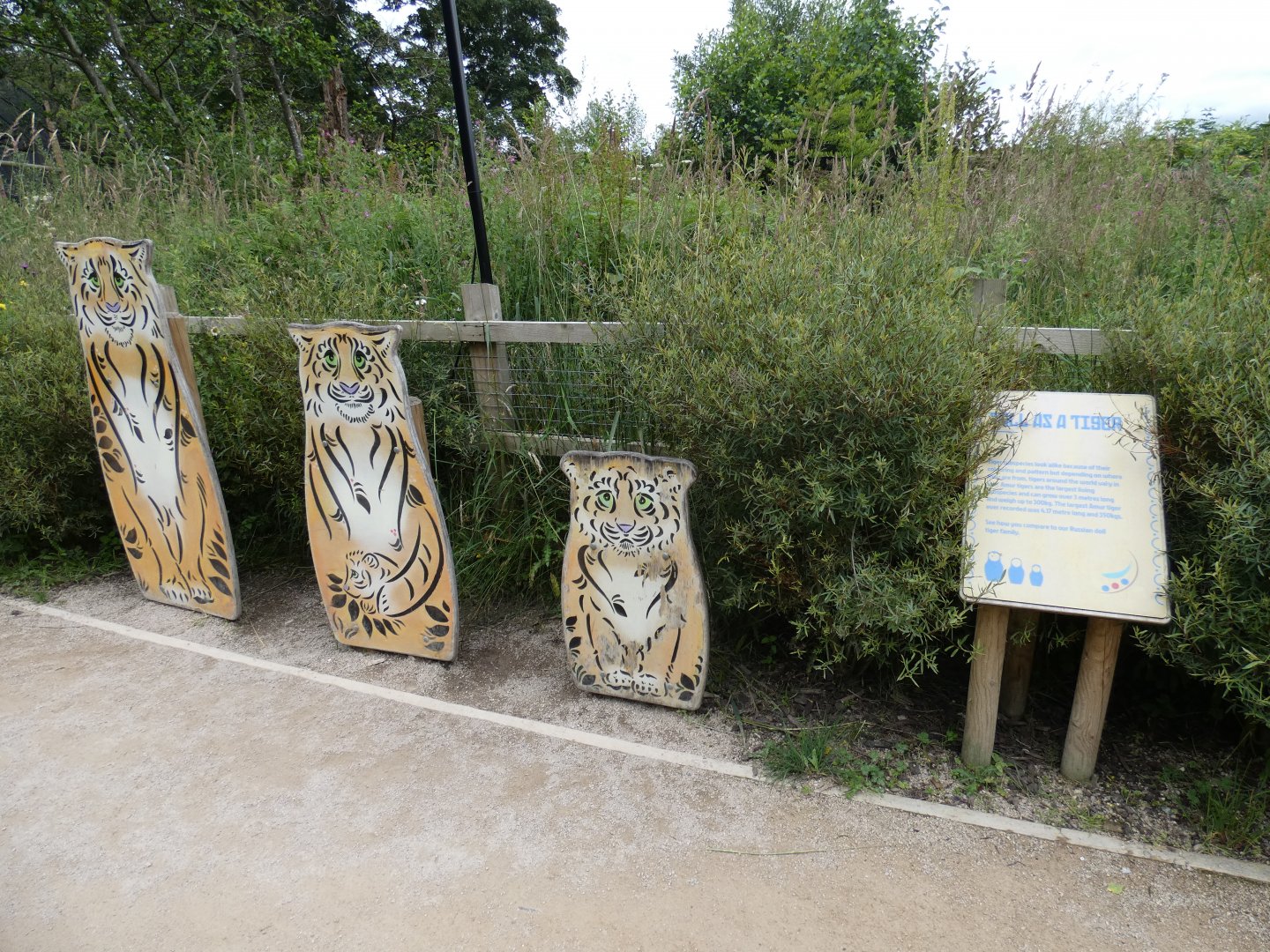 Tiger 'Russian Dolls'