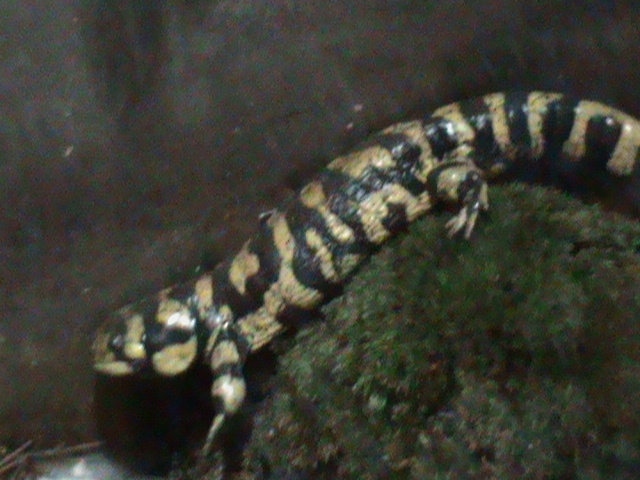 tiger salamander 030910