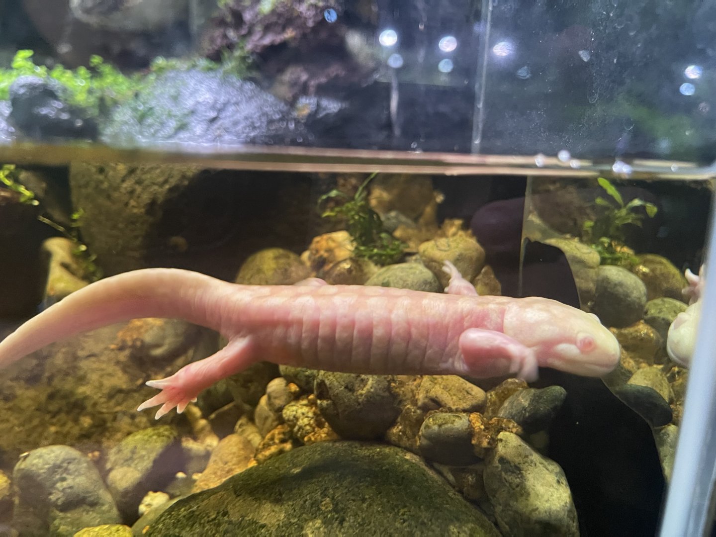 tiger salamander (ambystoma tigrinum) - museum komodo