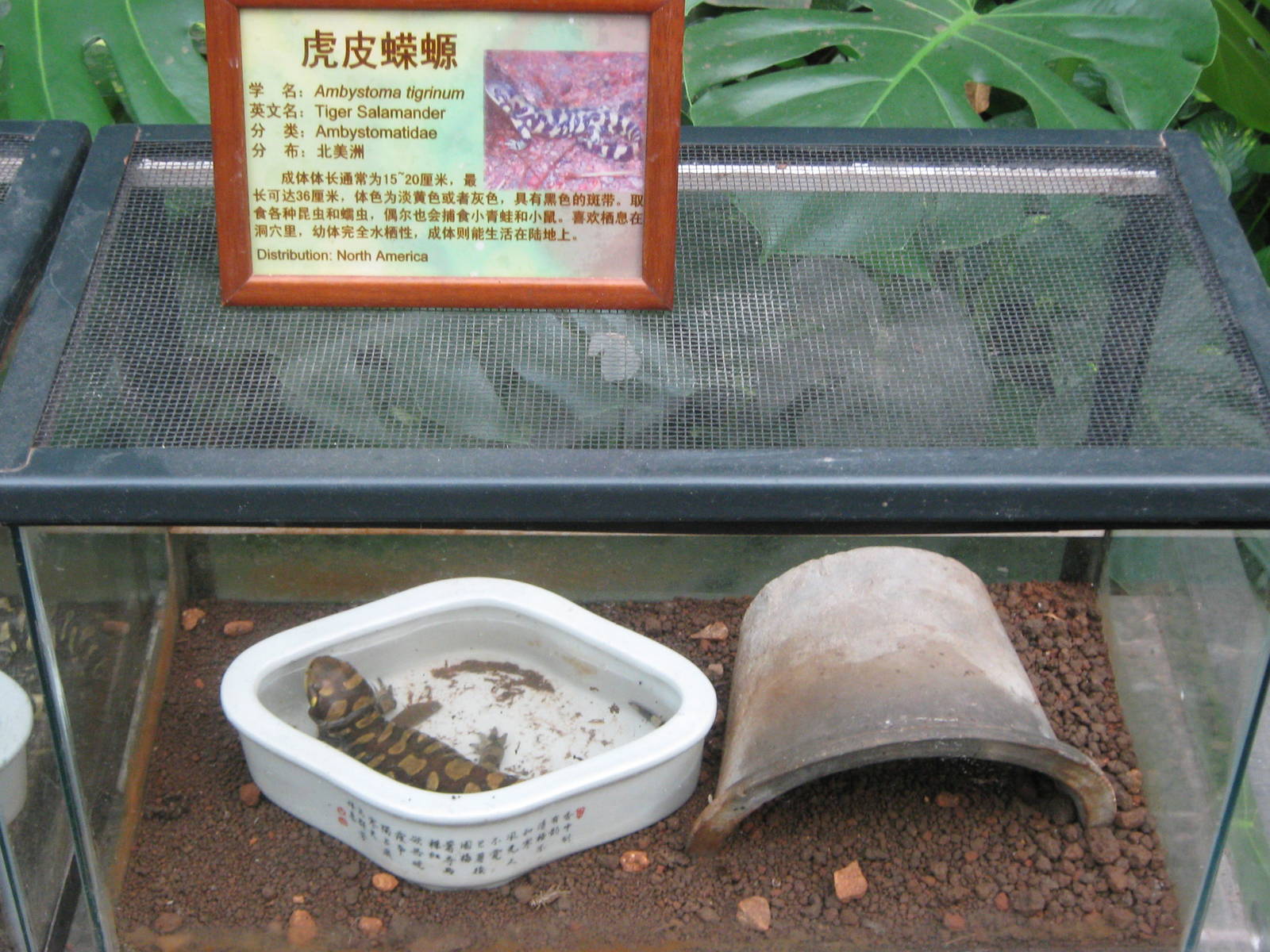 tiger salamander (Ambystoma tigrinum)