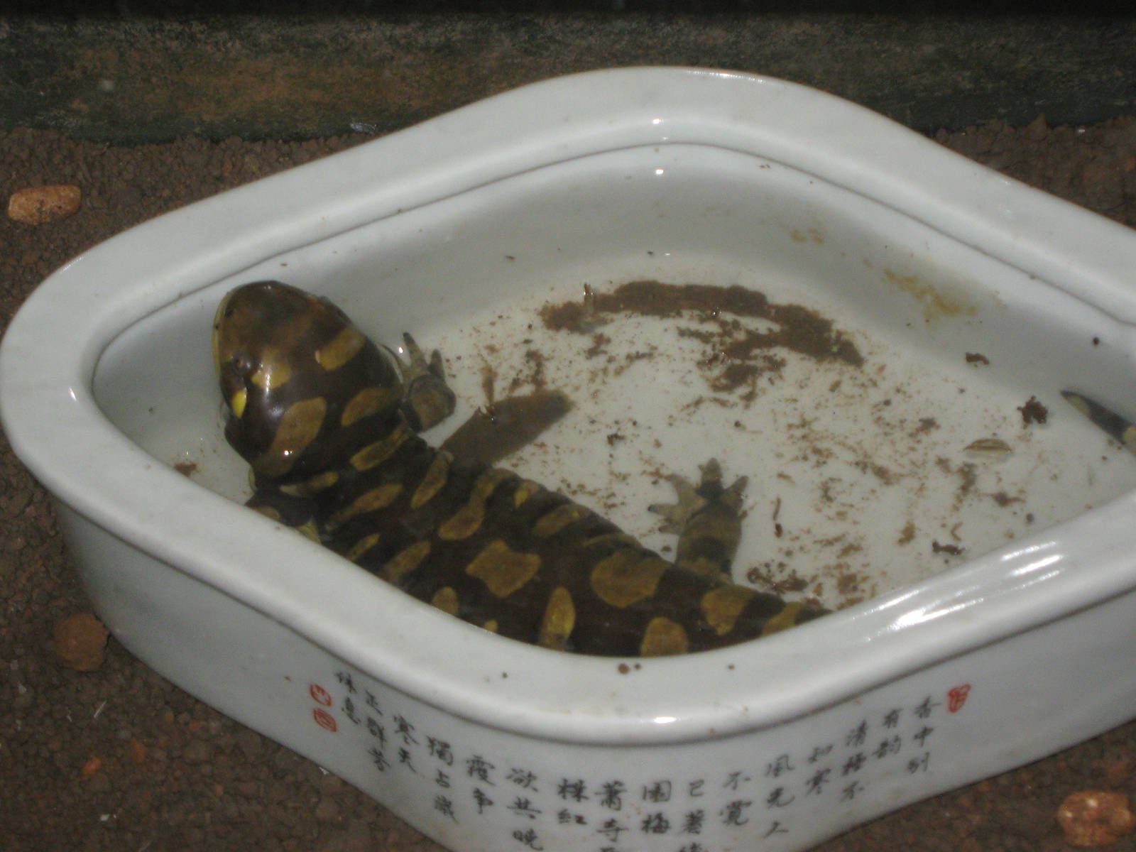 tiger salamander (Ambystoma tigrinum)