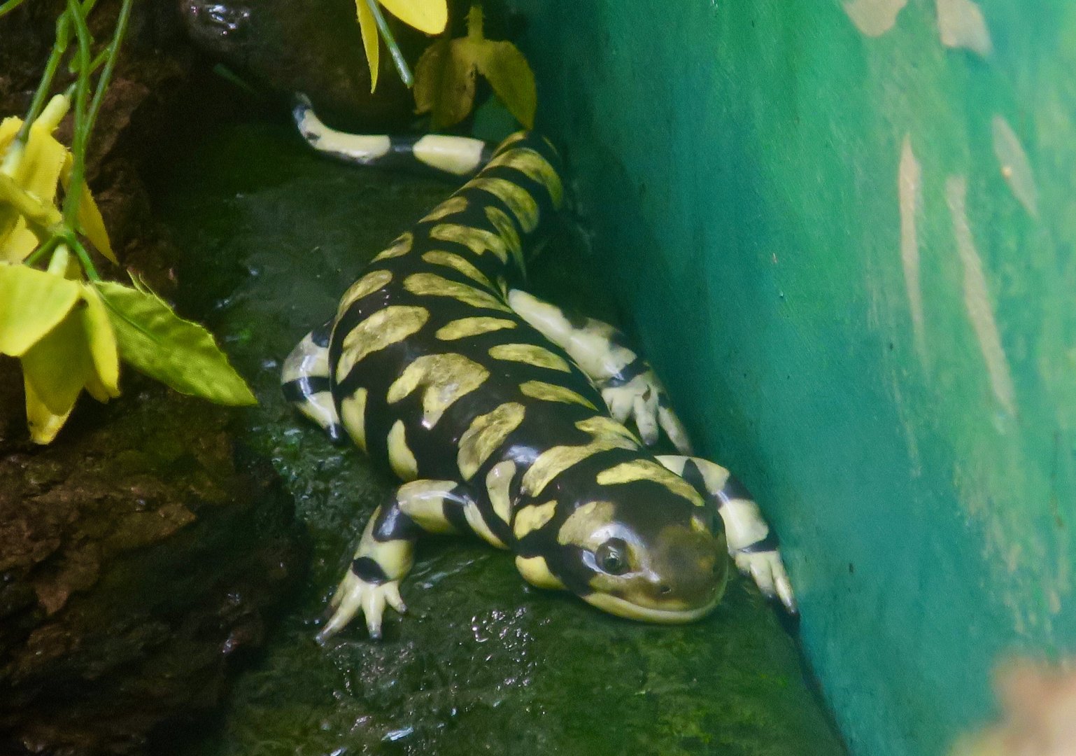 Tiger Salamander (Ambystoma tigrinum)