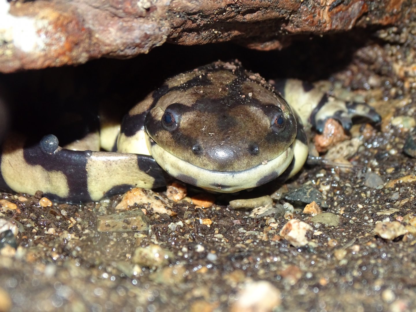Tiger salamander (Ambystoma tigrinum)