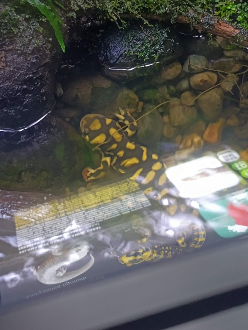 Tiger Salamander (Ambystoma tigrinum)