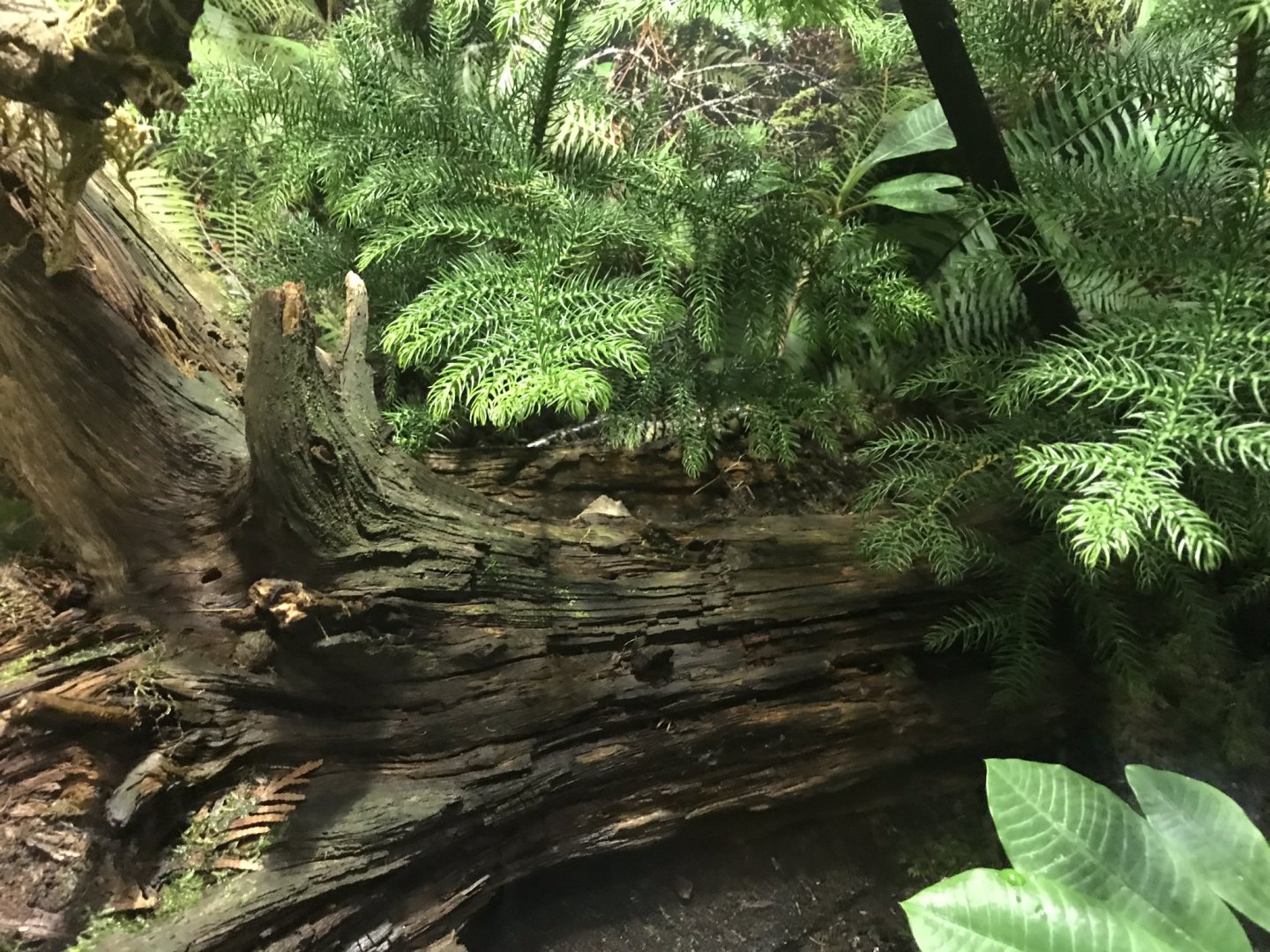 Tiger salamander exhibit 270118