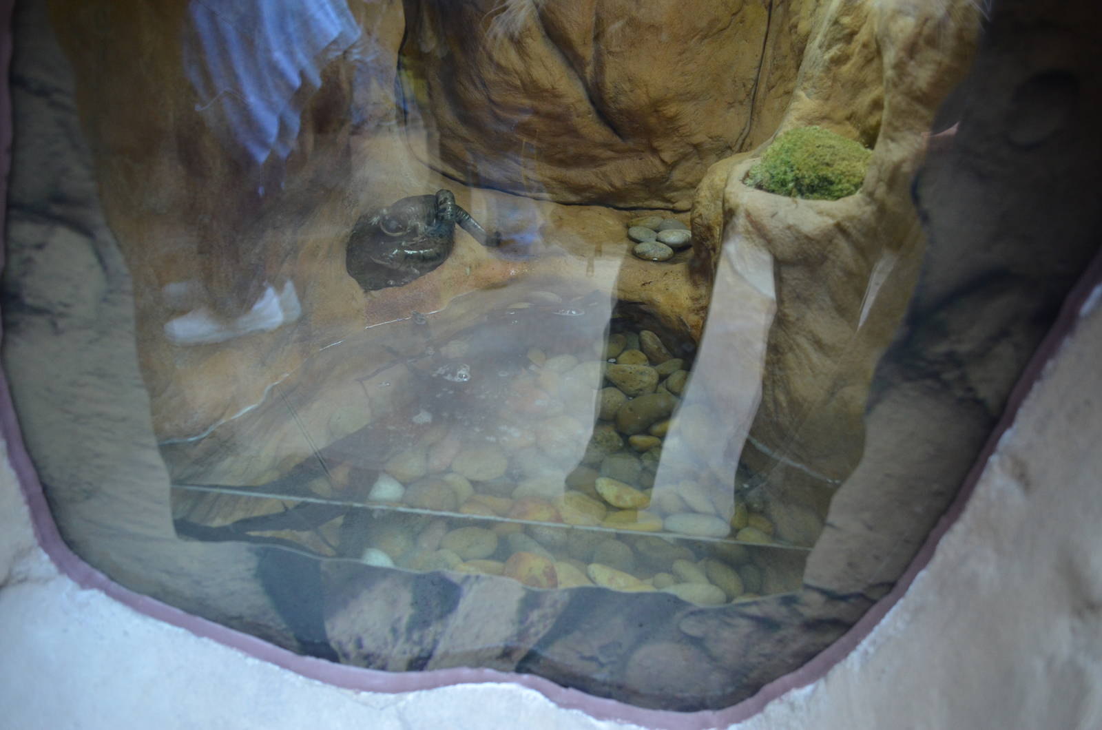 TIGER SALAMANDER EXHIBIT