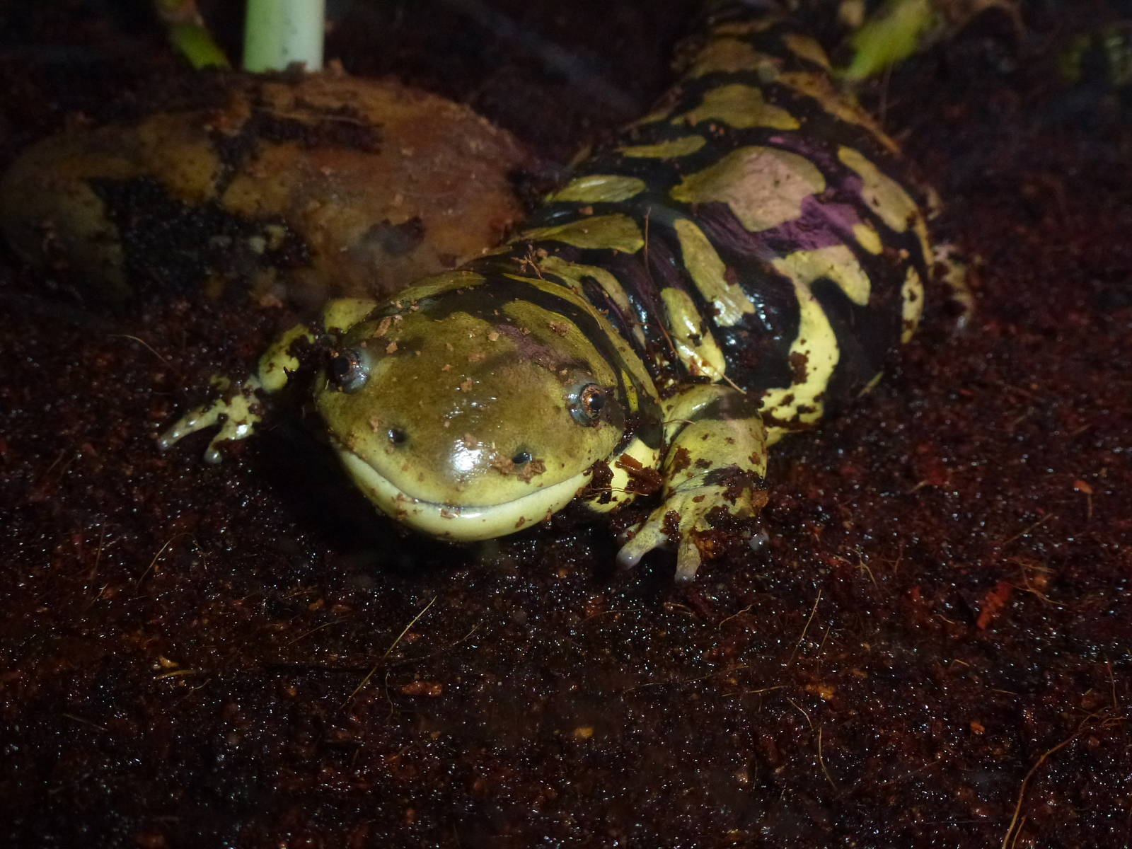 Tiger salamander, November 2013.