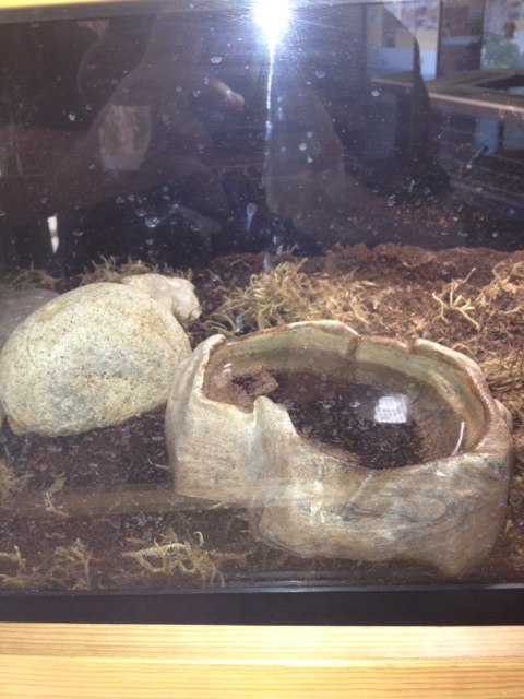 Tiger salamander tank