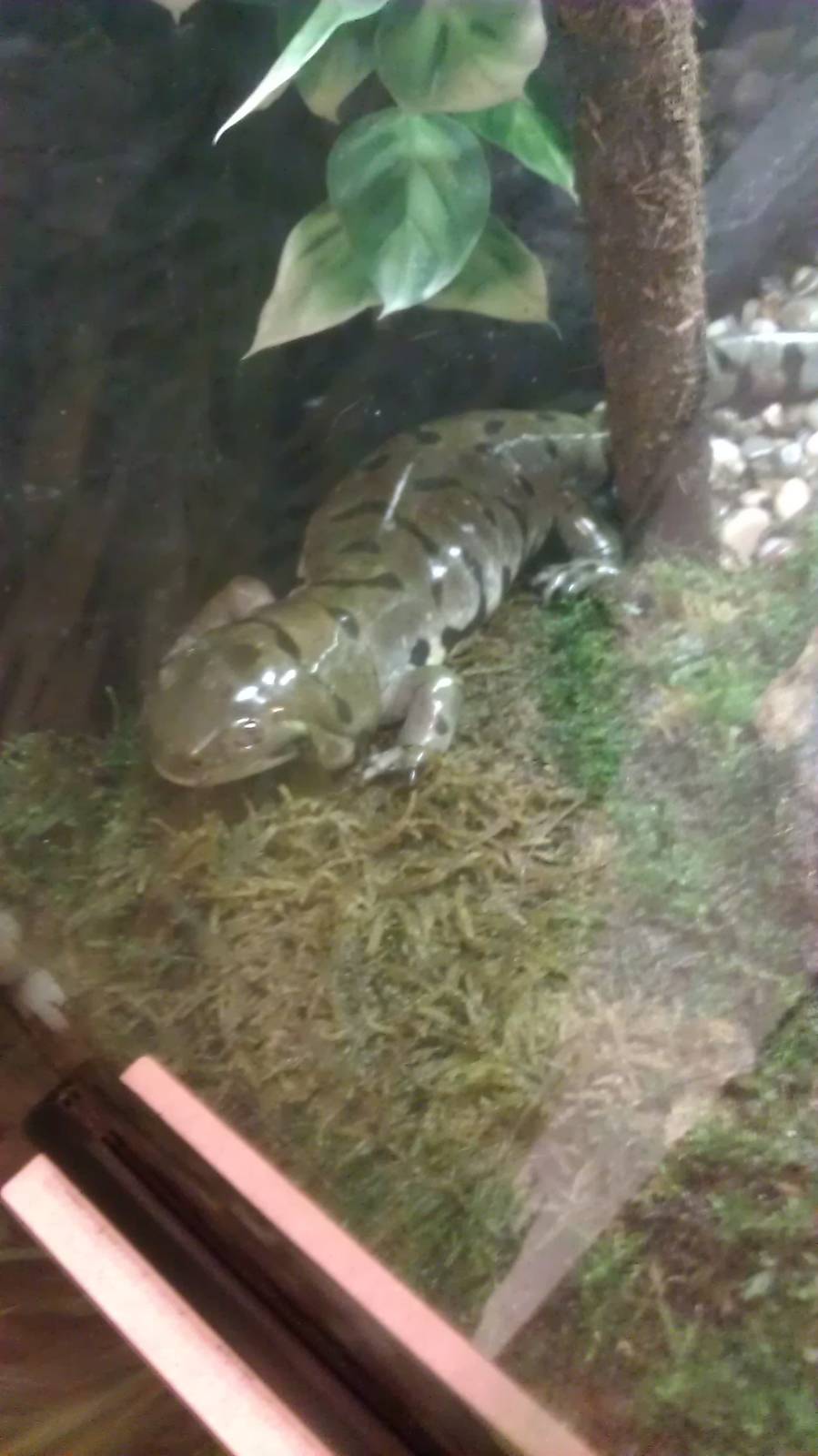 Tiger Salamander