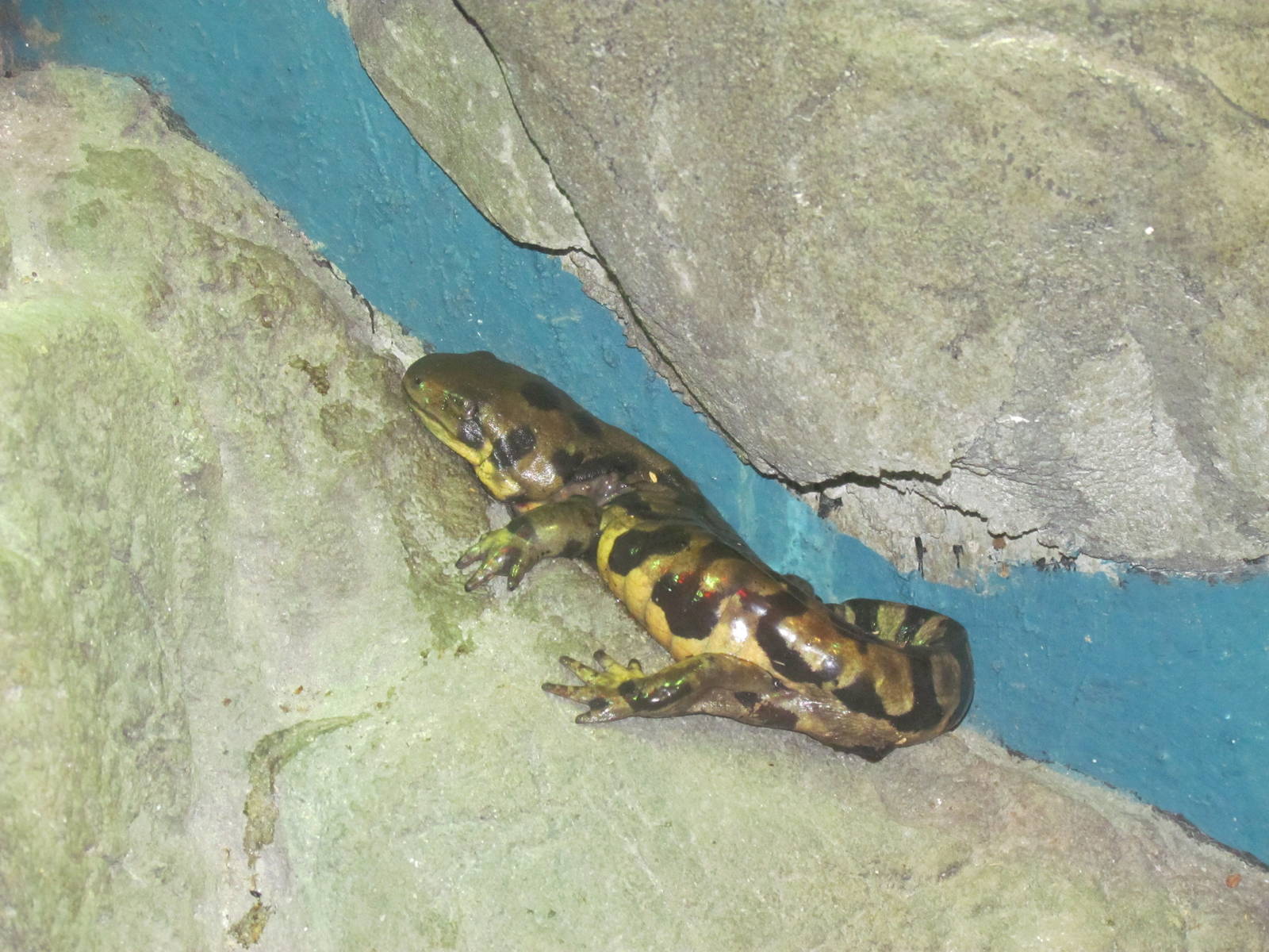 Tiger Salamander