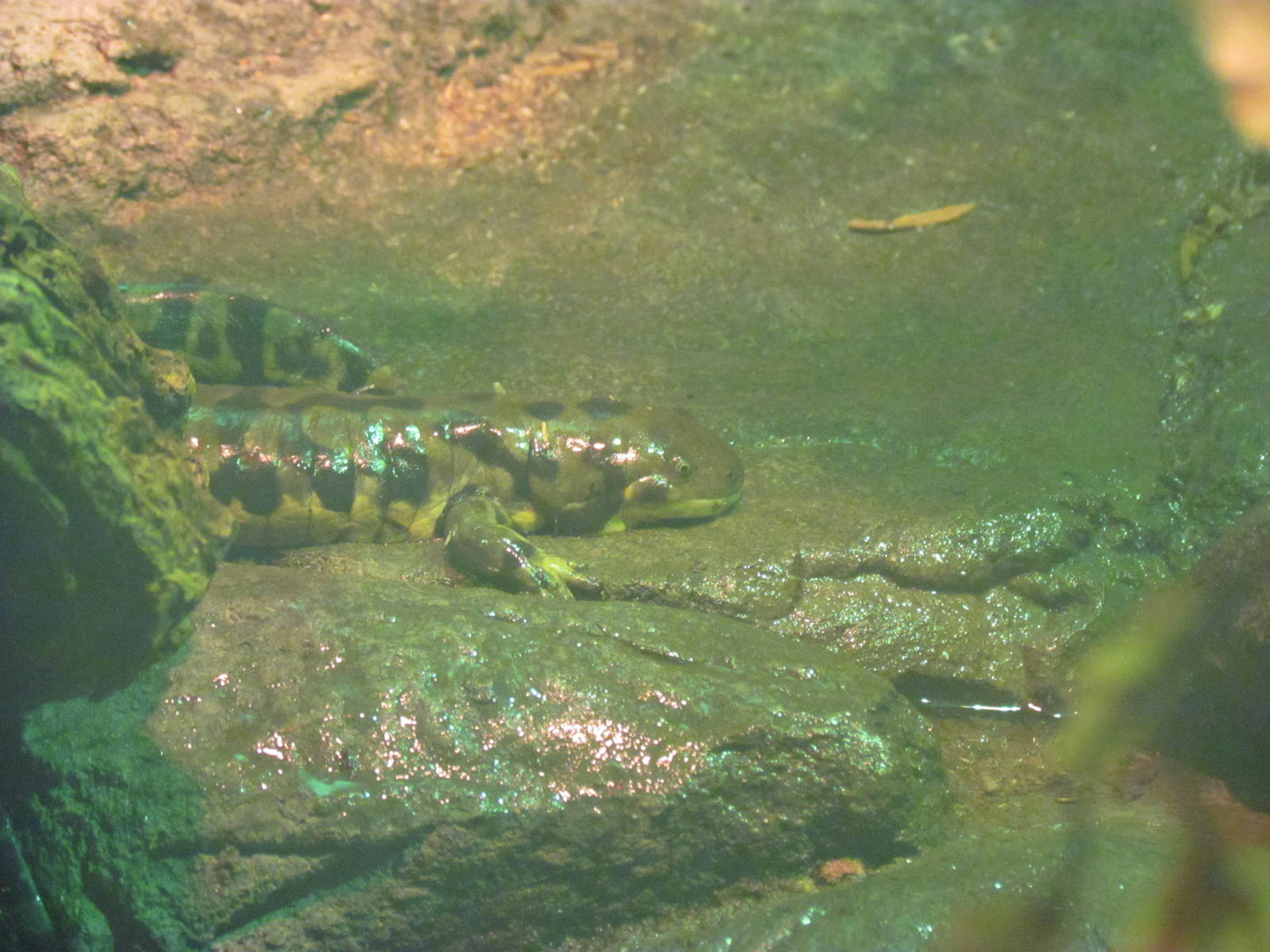 Tiger Salamander