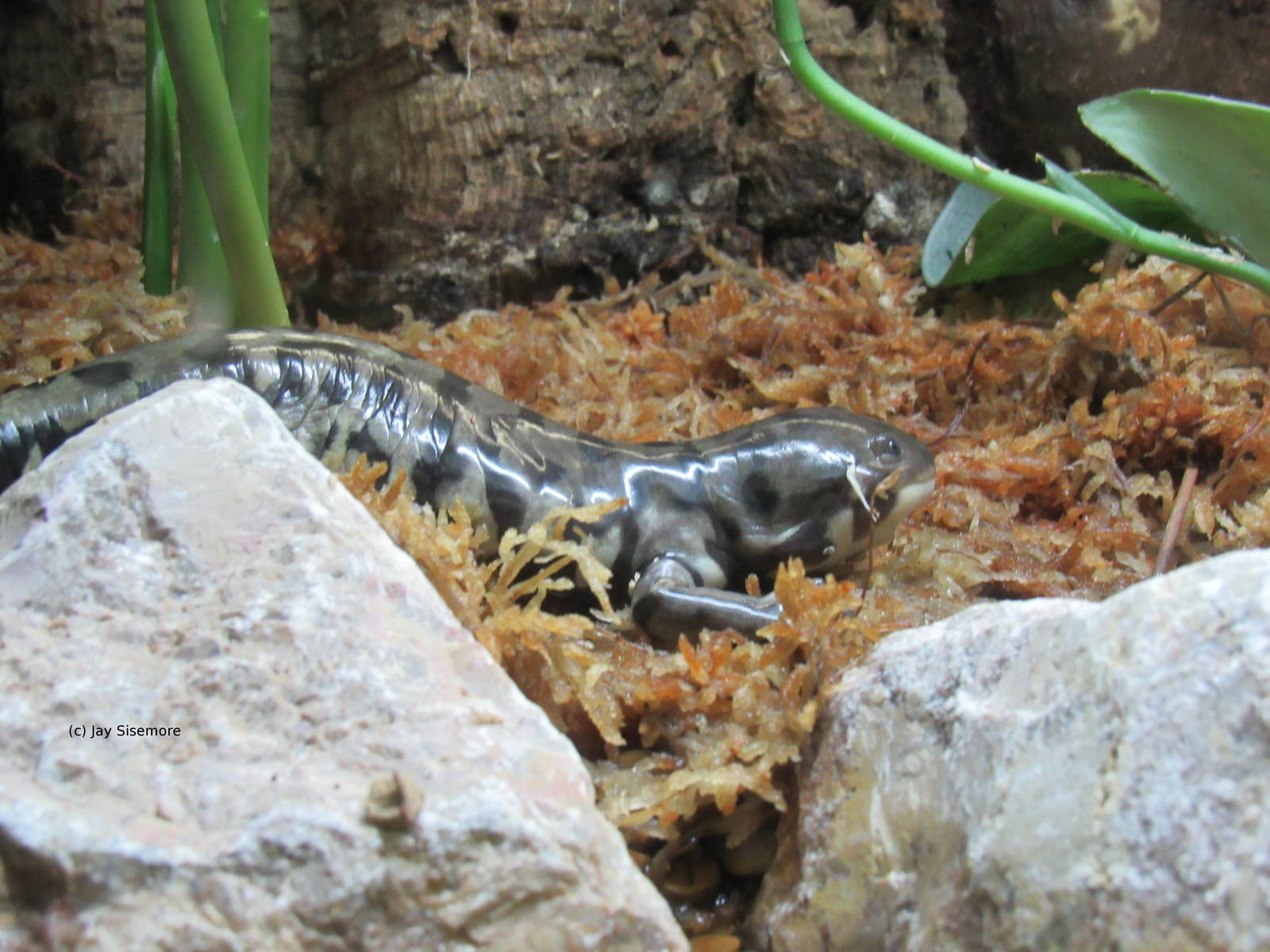 Tiger Salamander