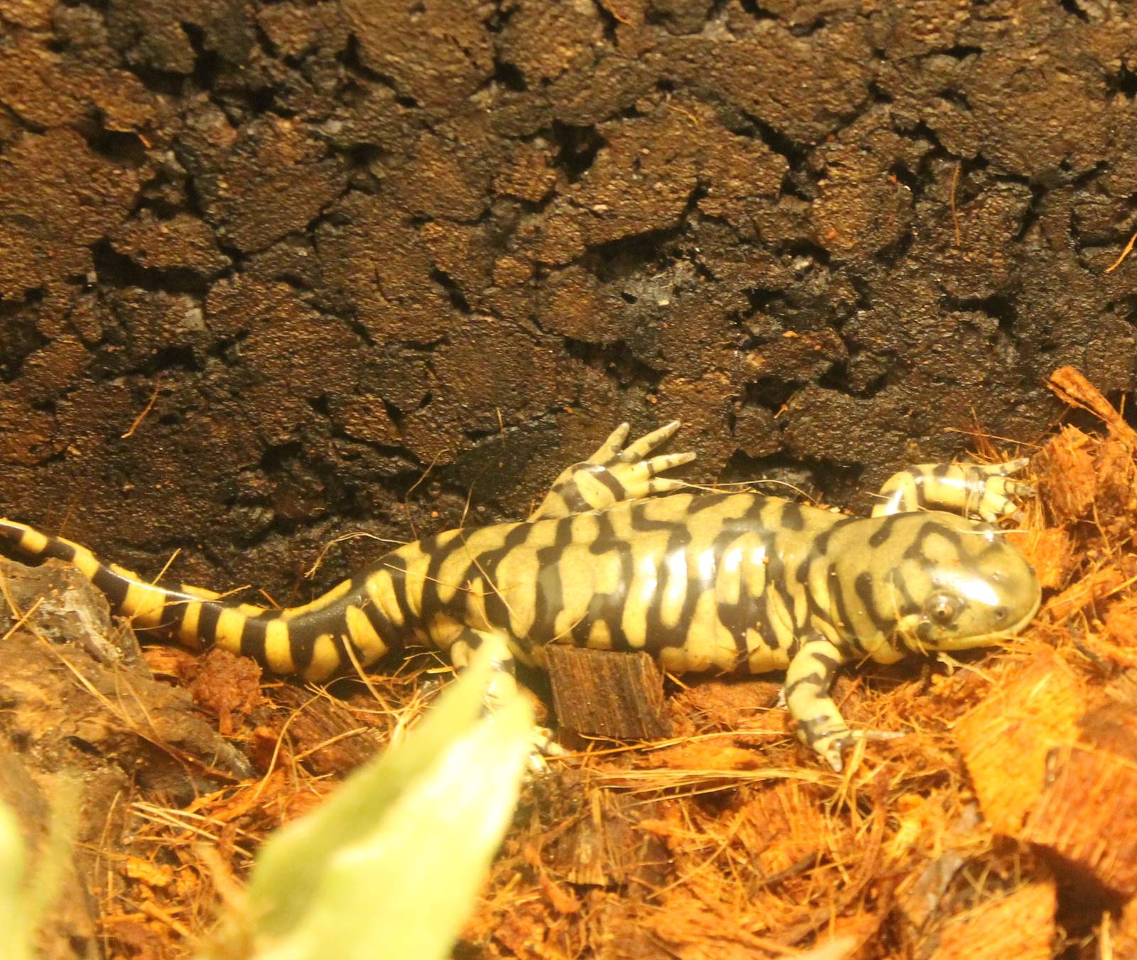 Tiger salamander