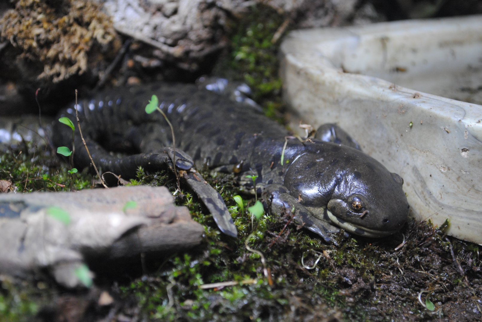 Tiger Salamander