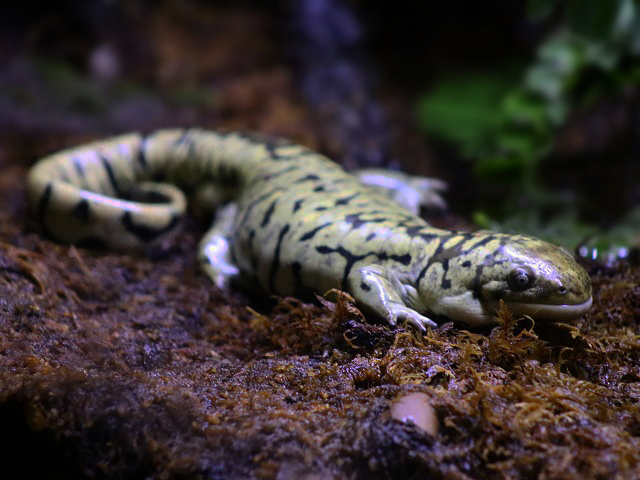 Tiger Salamander