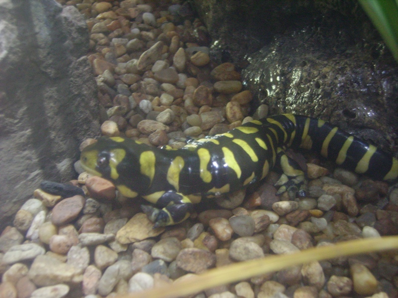 Tiger Salamander