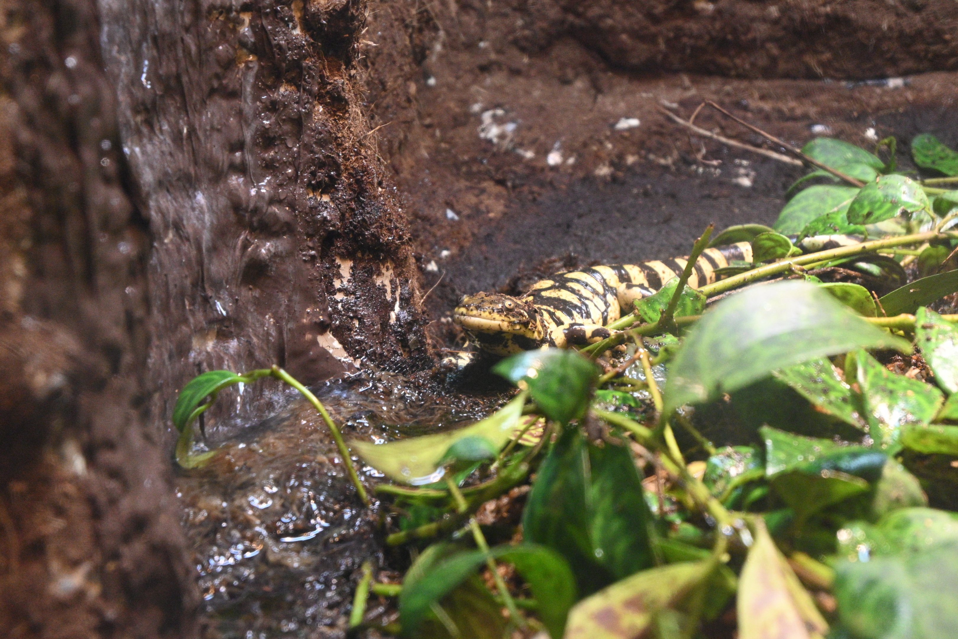 Tiger Salamander