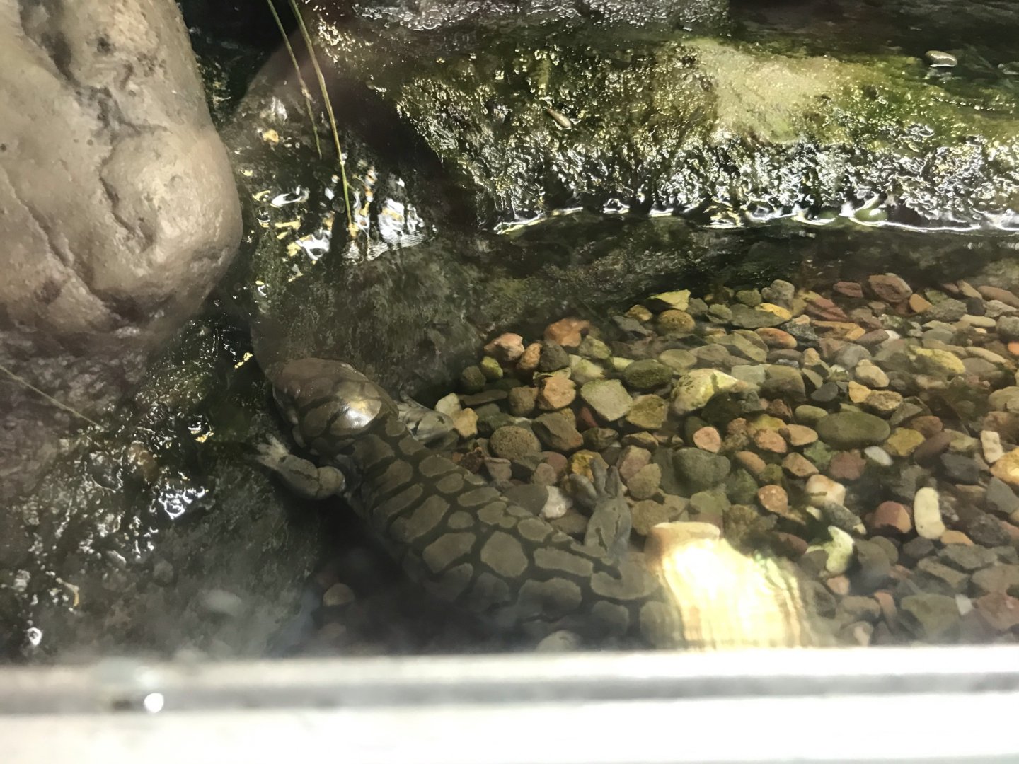 Tiger Salamander