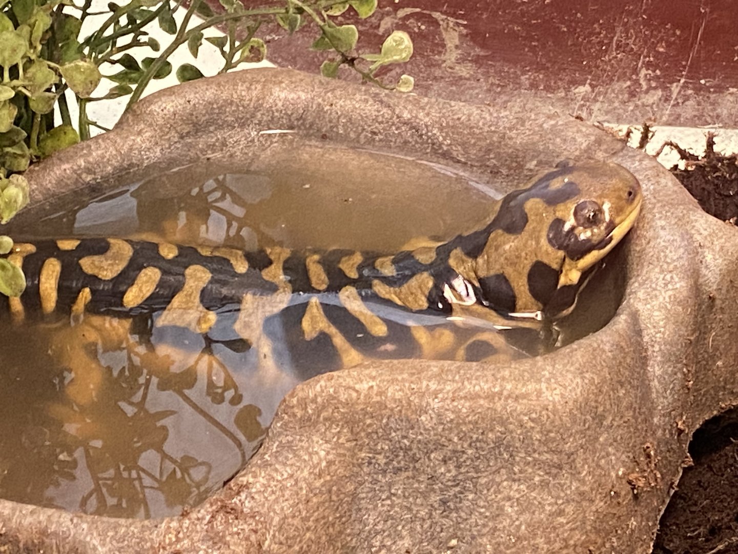 Tiger Salamander