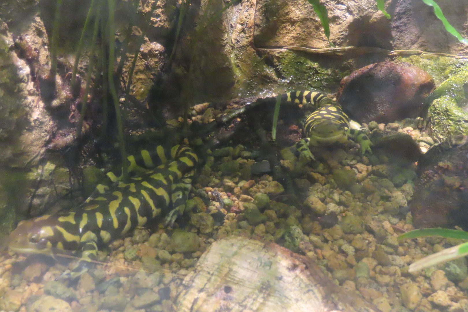 Tiger salamander