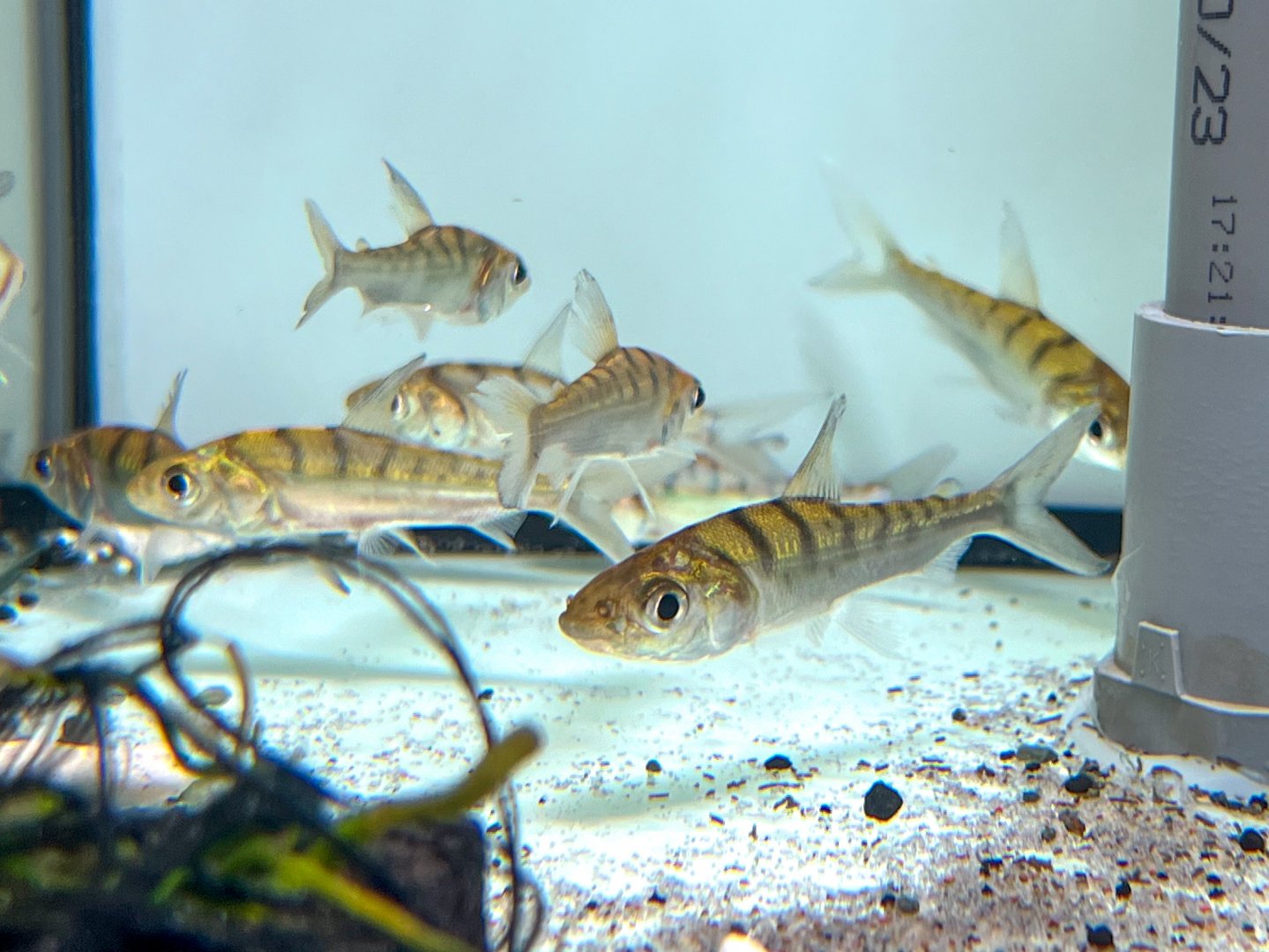 Tiger Sapuara (Curimata vittata)