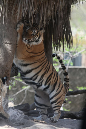 tiger scratching palm tree