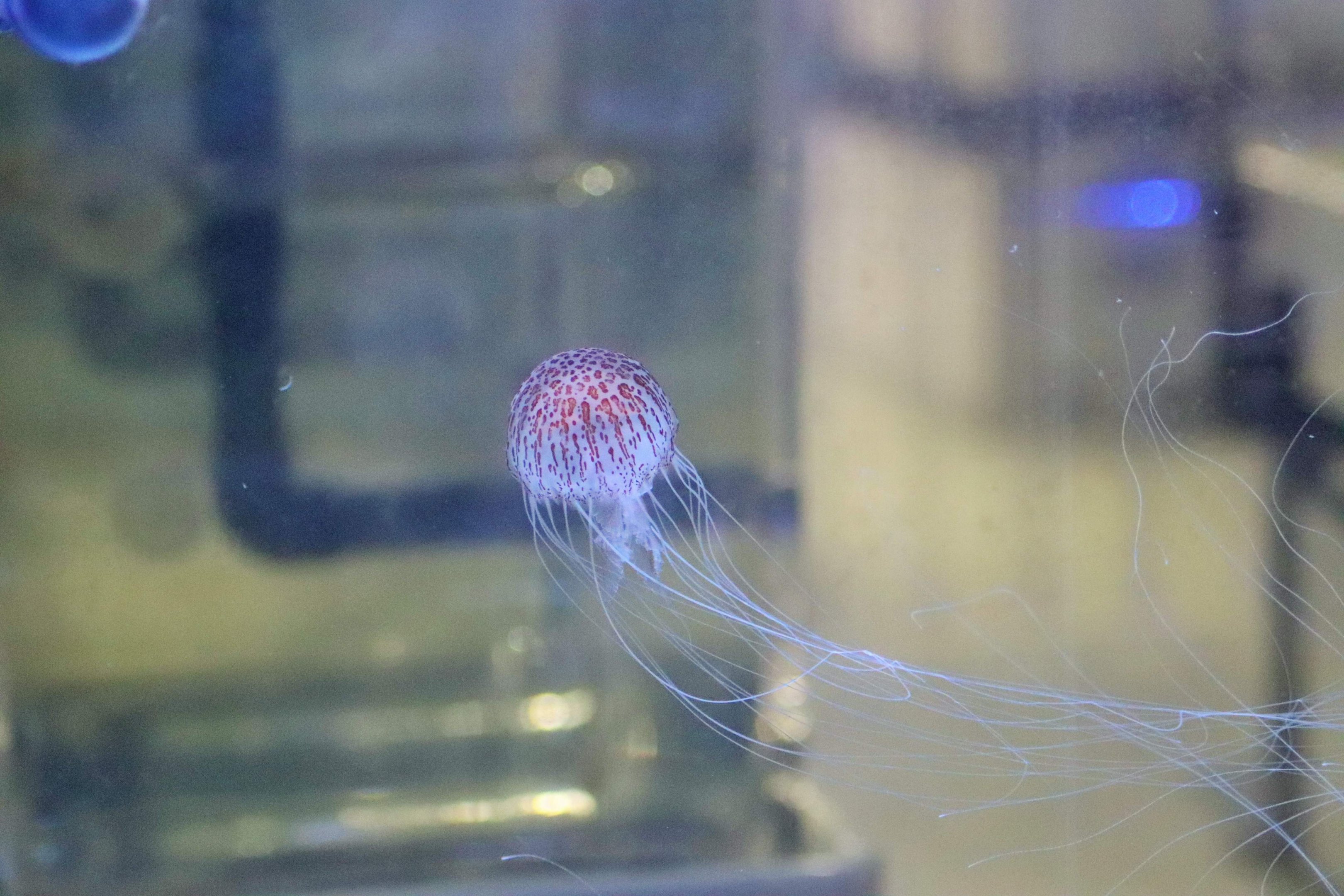 Tiger Sea Nettle (Chrysaora wurlerra) - Sea Jellies Illuminated