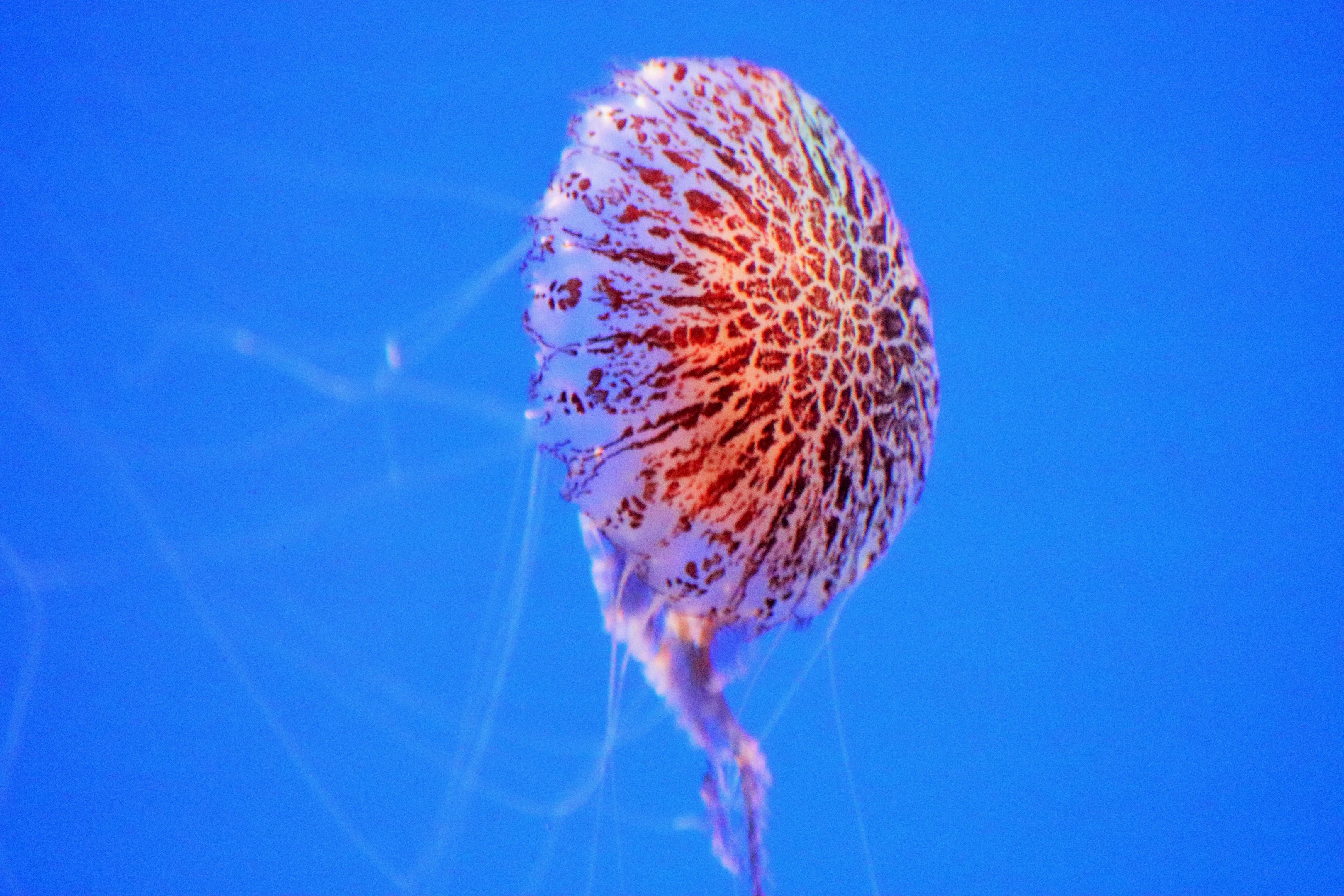 Tiger Sea Nettle (Chrysaora wurlerra)