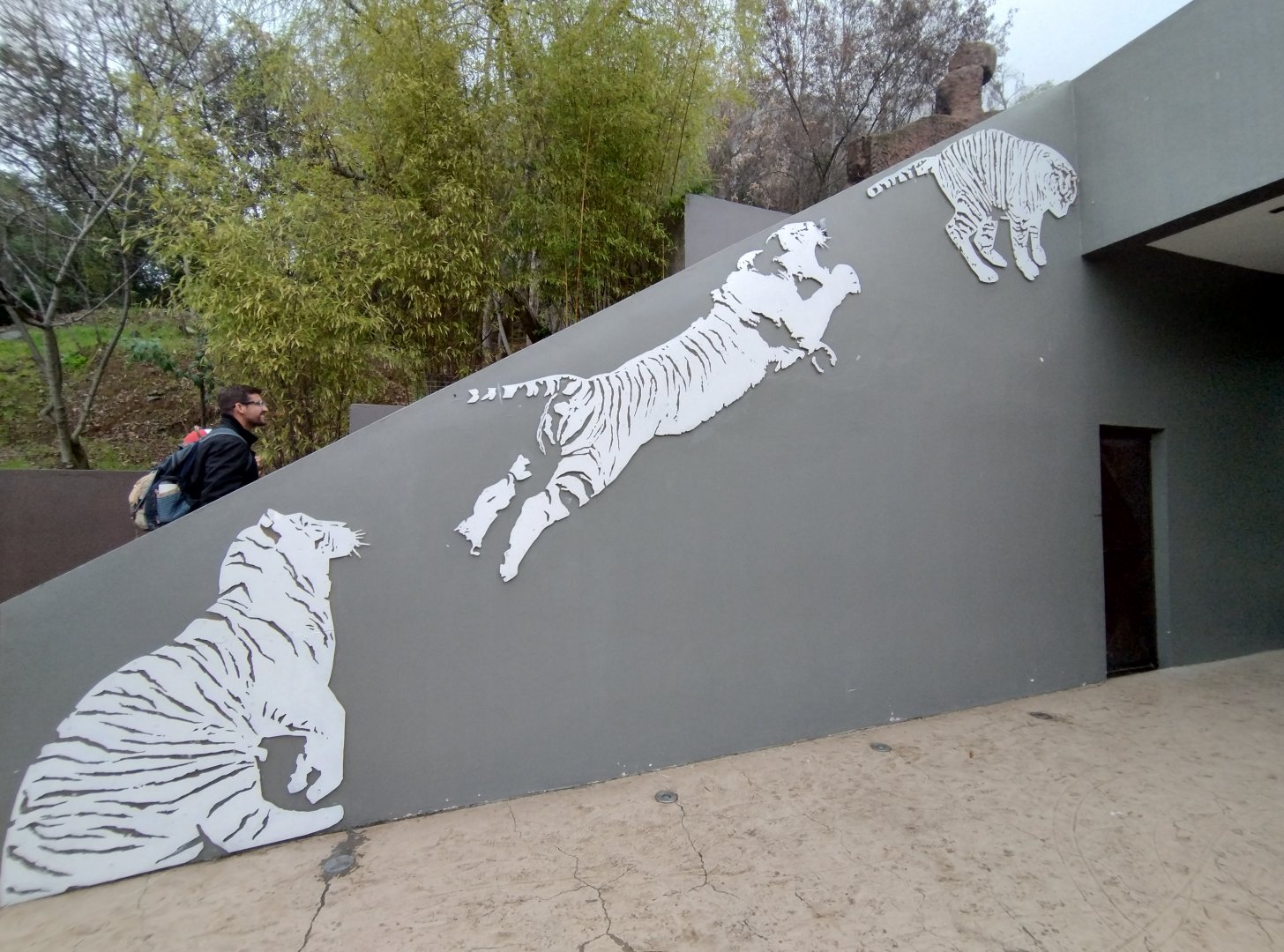 Tiger setups - Santiago zoo (Zoologico nacional)