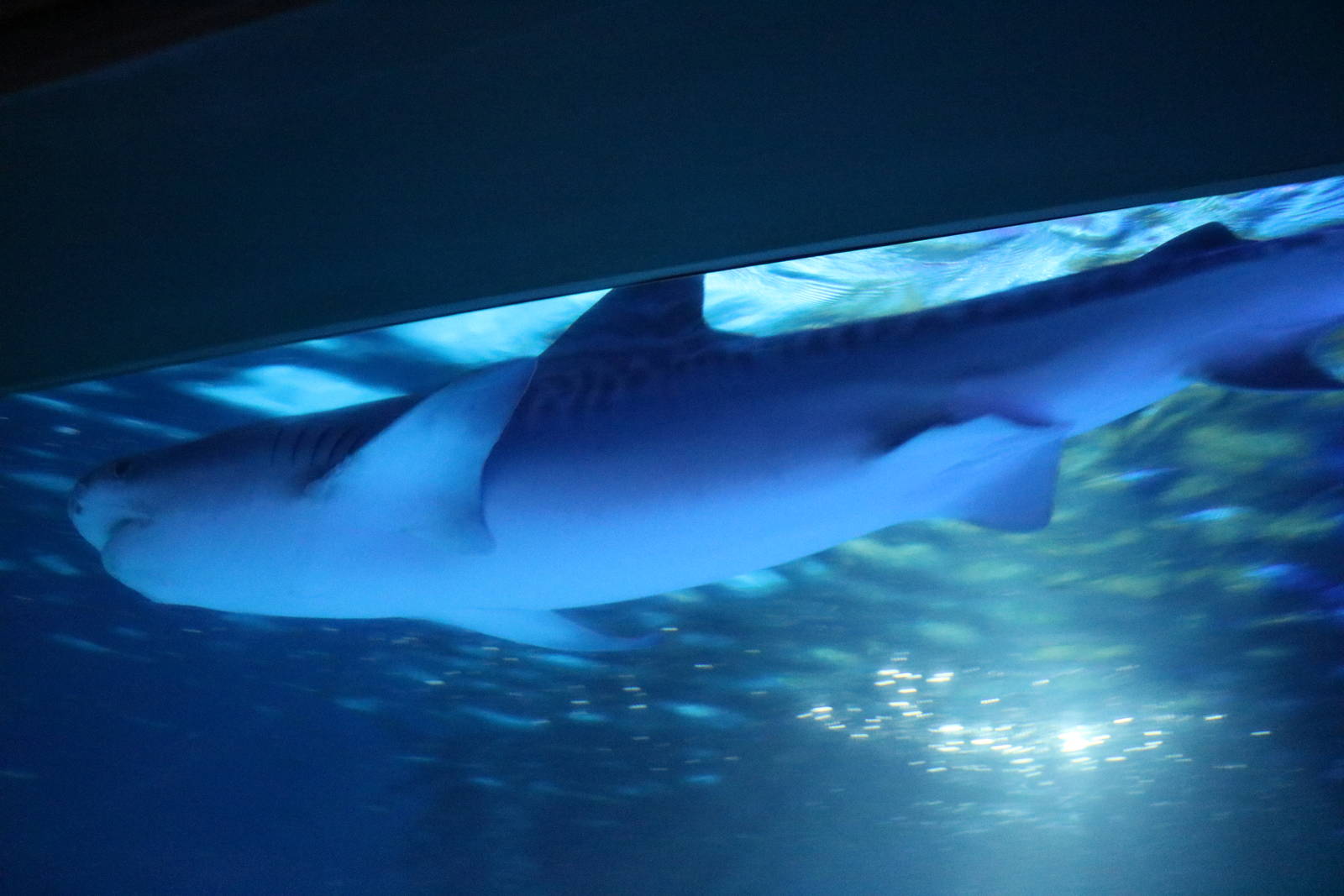 Tiger shark, February 2016