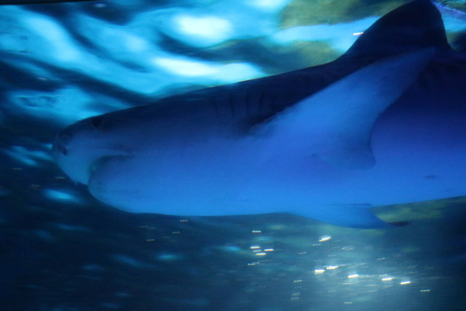 Tiger shark, February 2016