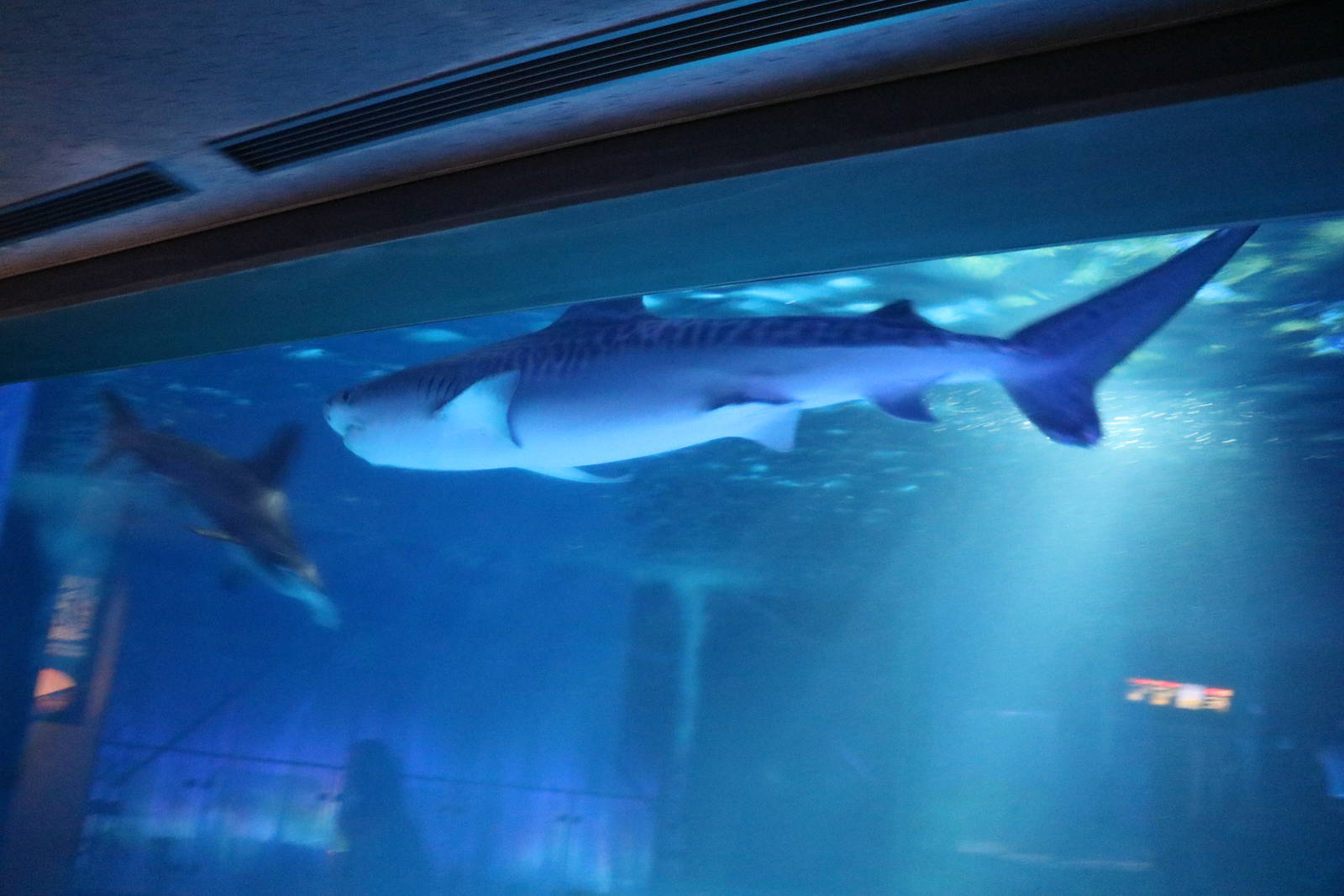 Tiger shark, February 2016