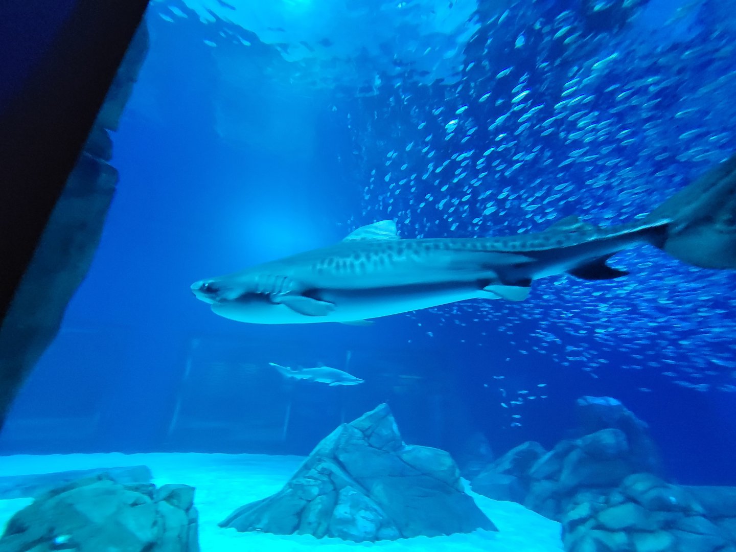 Tiger Shark(Galeocerdo cuvier) - December 2023