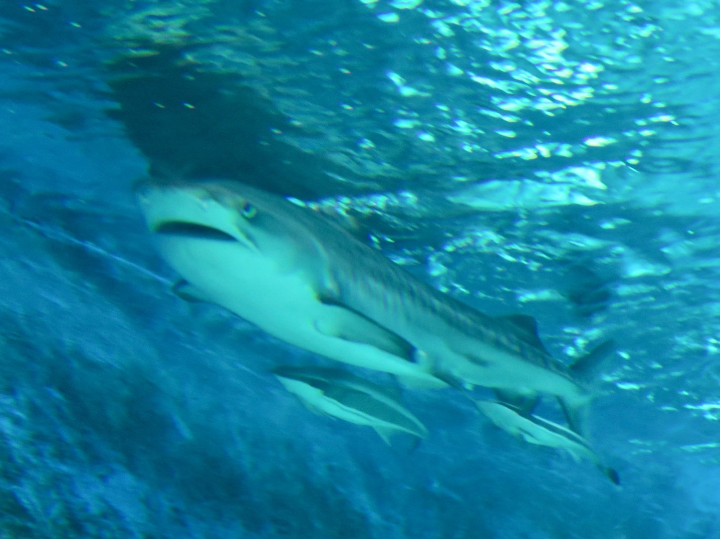 Tiger Shark (Galeocerdo cuvier) with remoras