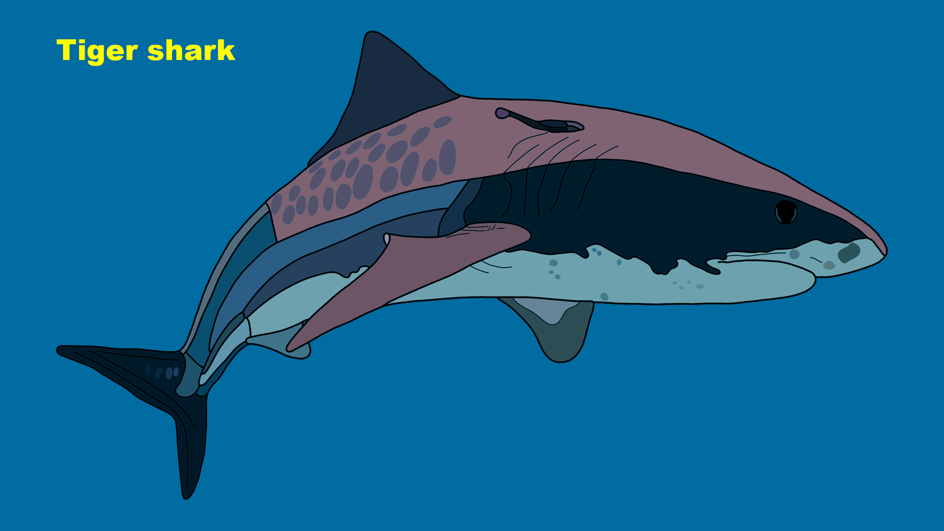 Tiger shark (Galeocerdo cuvier)