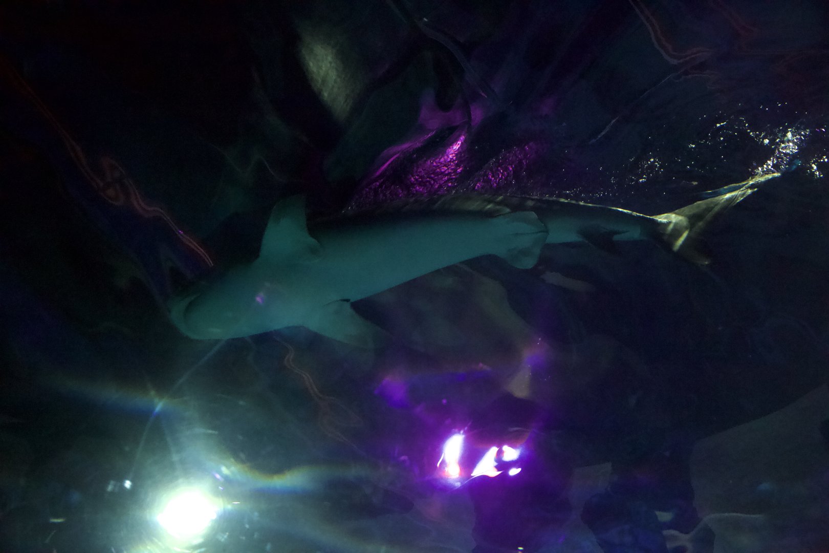 Tiger Shark/ Galeocerdo cuvier