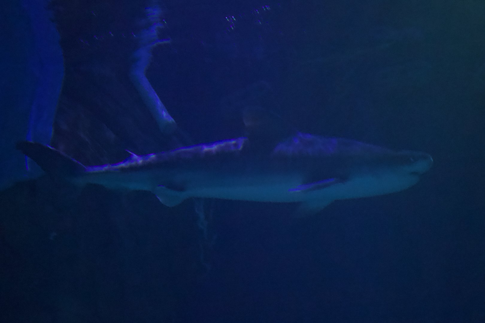 Tiger Shark/ Galeocerdo cuvier